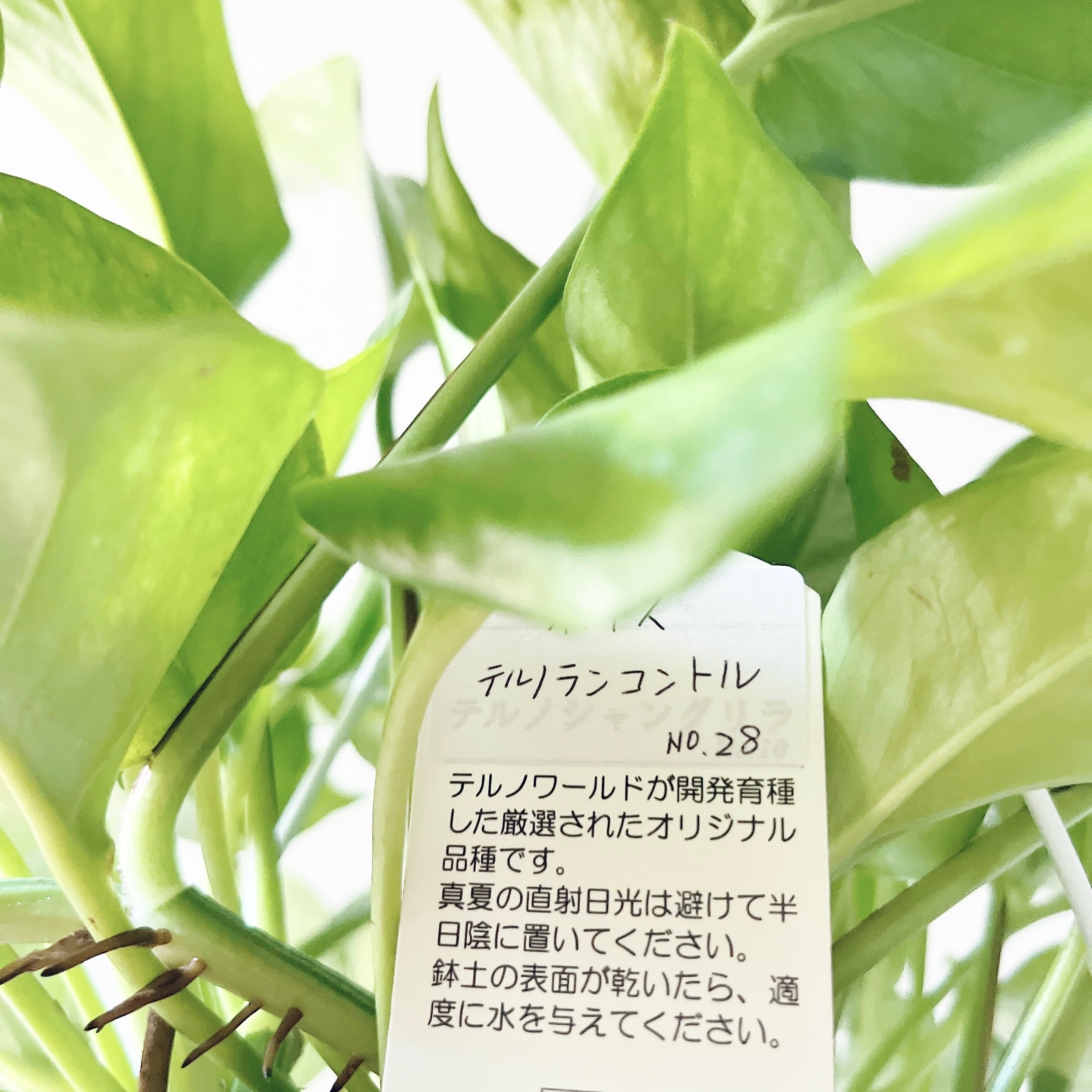 ポトステルノランコントル　カット発根済み 1葉っぱサイズ約13cm　1 ポトステルノランコントル カット発根済み 1葉っぱサイズ約13cm 1