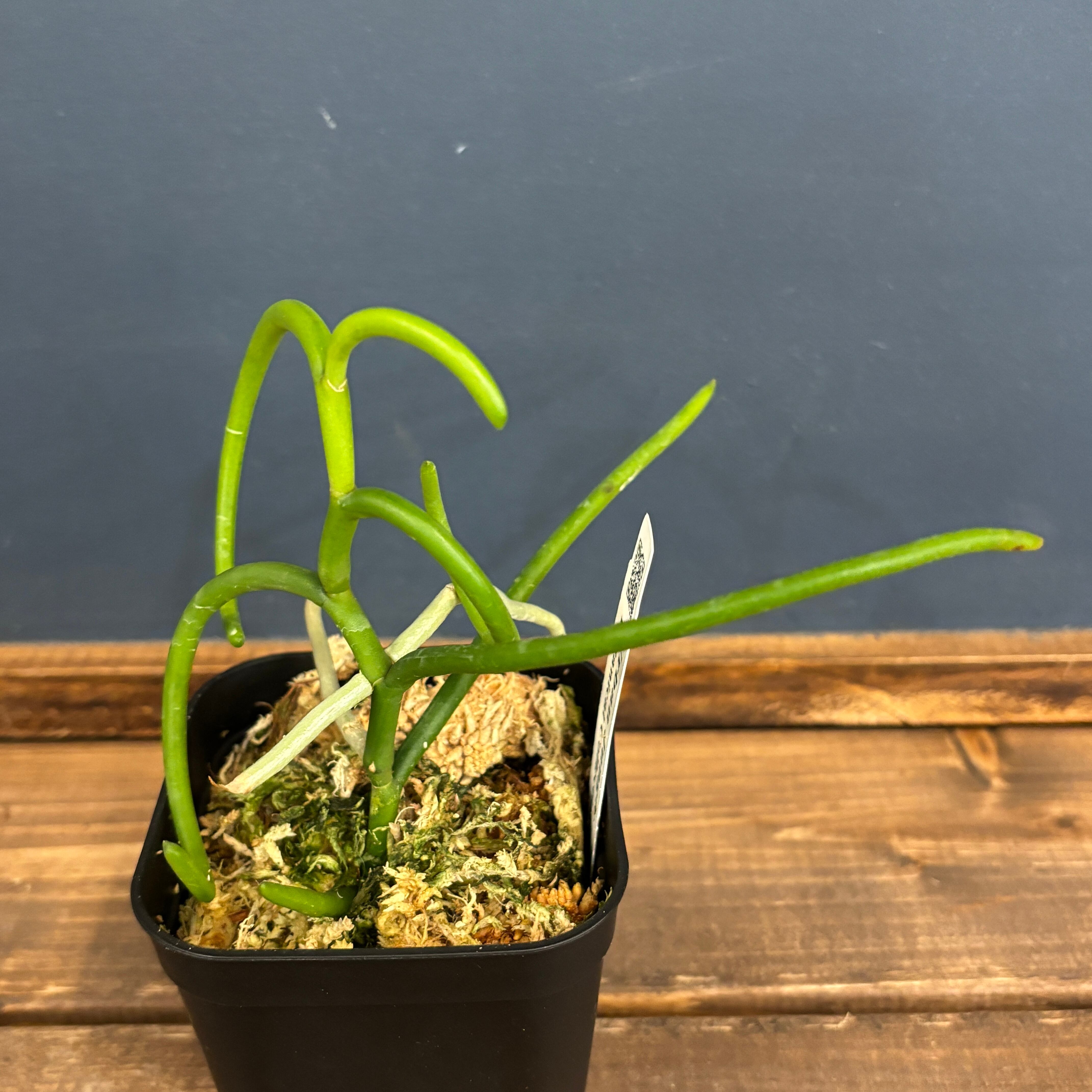 激レア⭐︎ パピリオナンセオリンピックリング