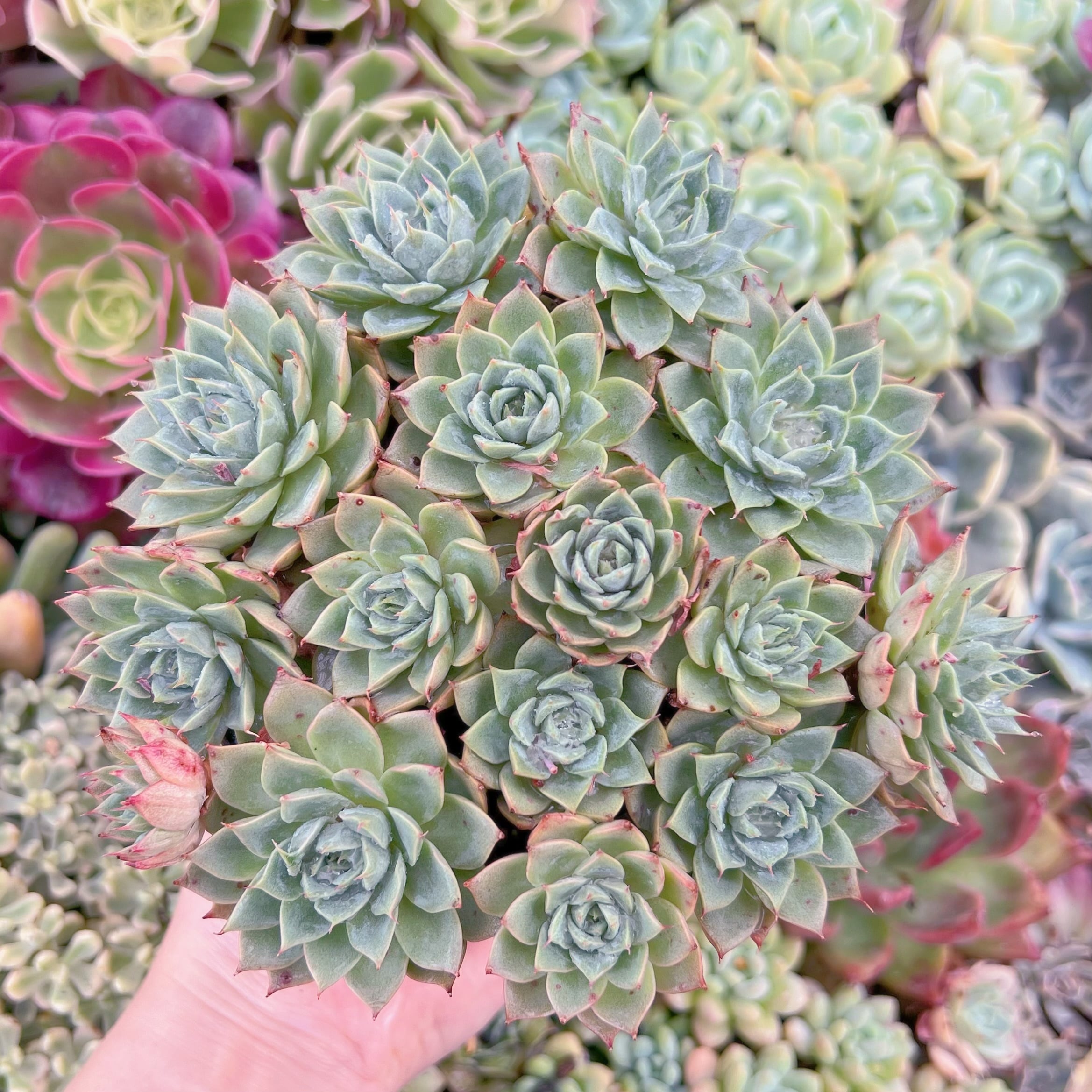 現品　リンゼアナ#F076　特大群生　るる農園