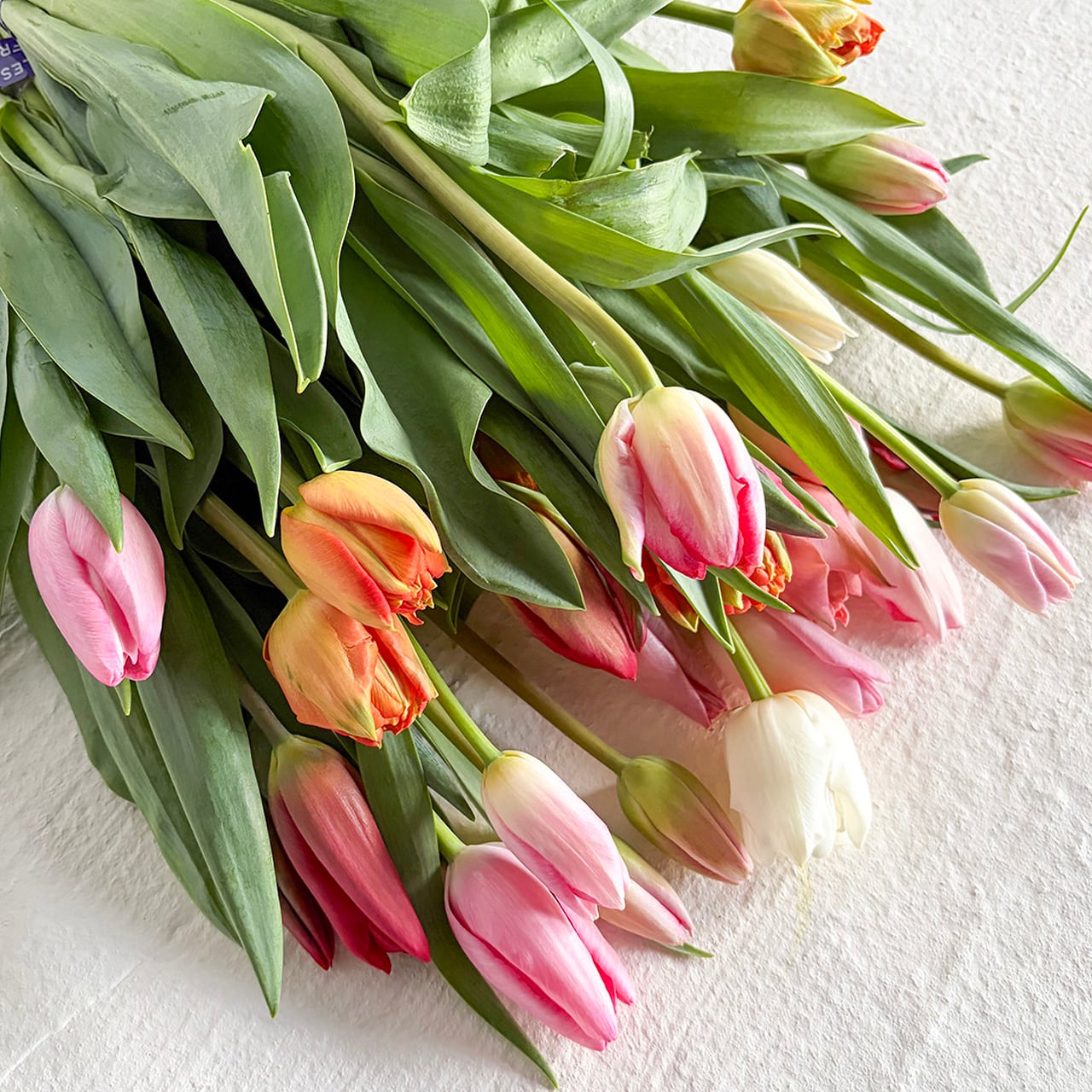 ワケあり チューリップ 30本〈富山県産〉☆規格外ですが、新鮮です