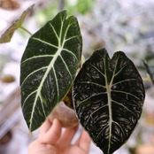【斑入り】アロカシア ブラックベルベット⑤ / Alocasia reginula 'Variegated'│観葉植物