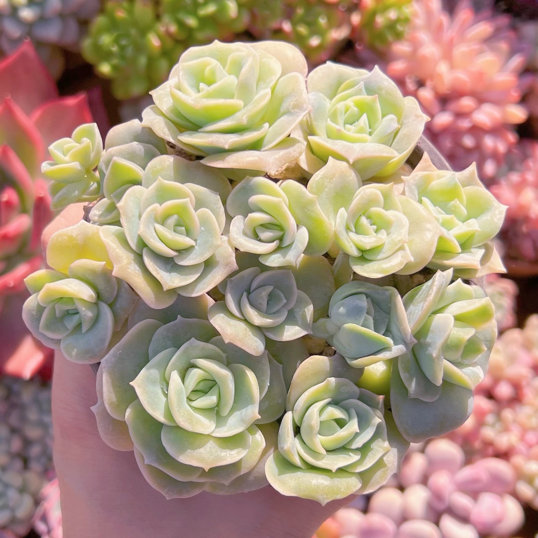 現品　ラブリーローズ#231   古株　るる農園