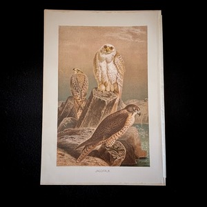 博物画「シロハヤブサ」