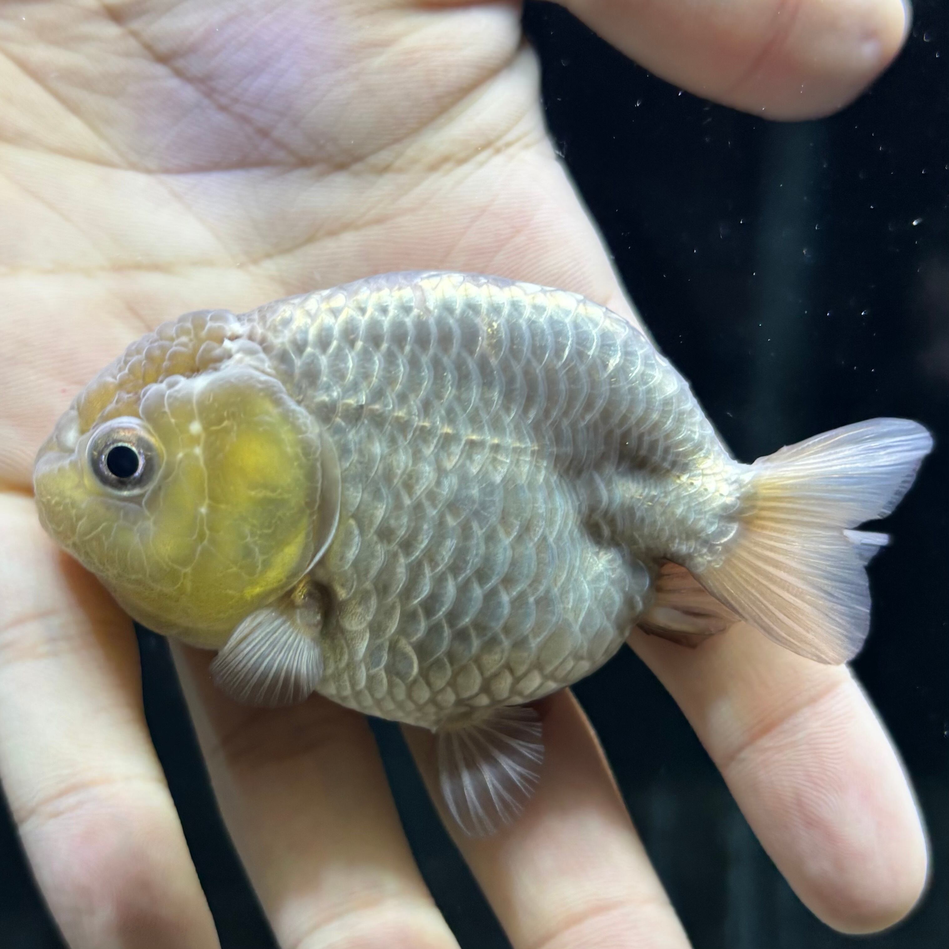 極上 パンダらんちゅう 14cm | 金魚・熱帯魚専門店 AquaPro.H