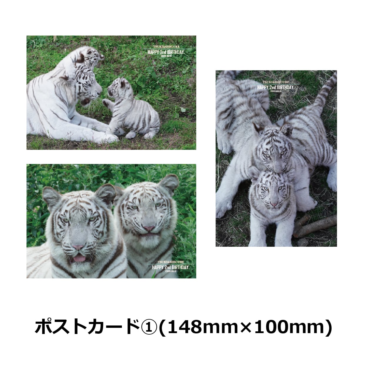 アニマル DD-6334 14mmシングル ホワイト 100枚入り×2 HAPPY 2nd BIRTHDAY」ポストカード＆ステッカーセット | 伊豆アニマル