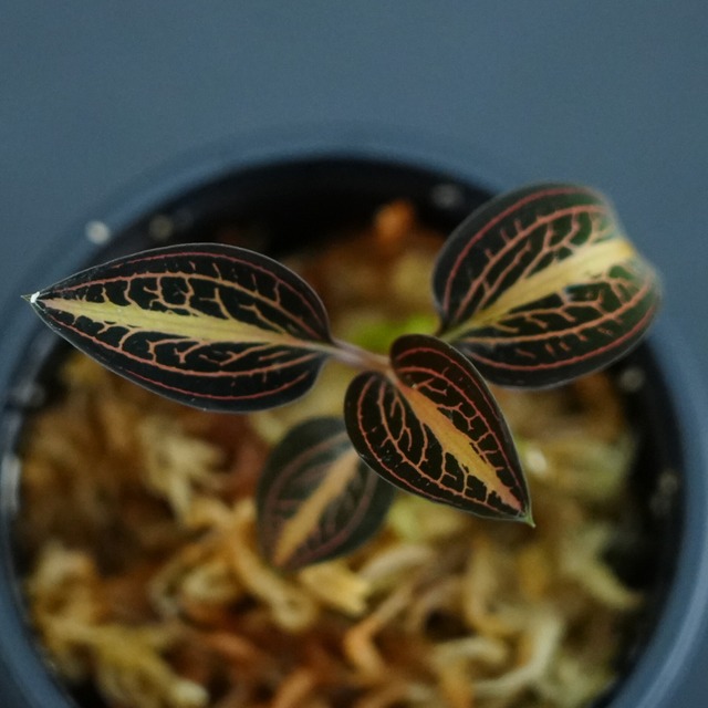 ◆現品◆ルディシア ディスカラー Thick vein type【ジュエルオーキッド宝石蘭／石崎バイオ】#921