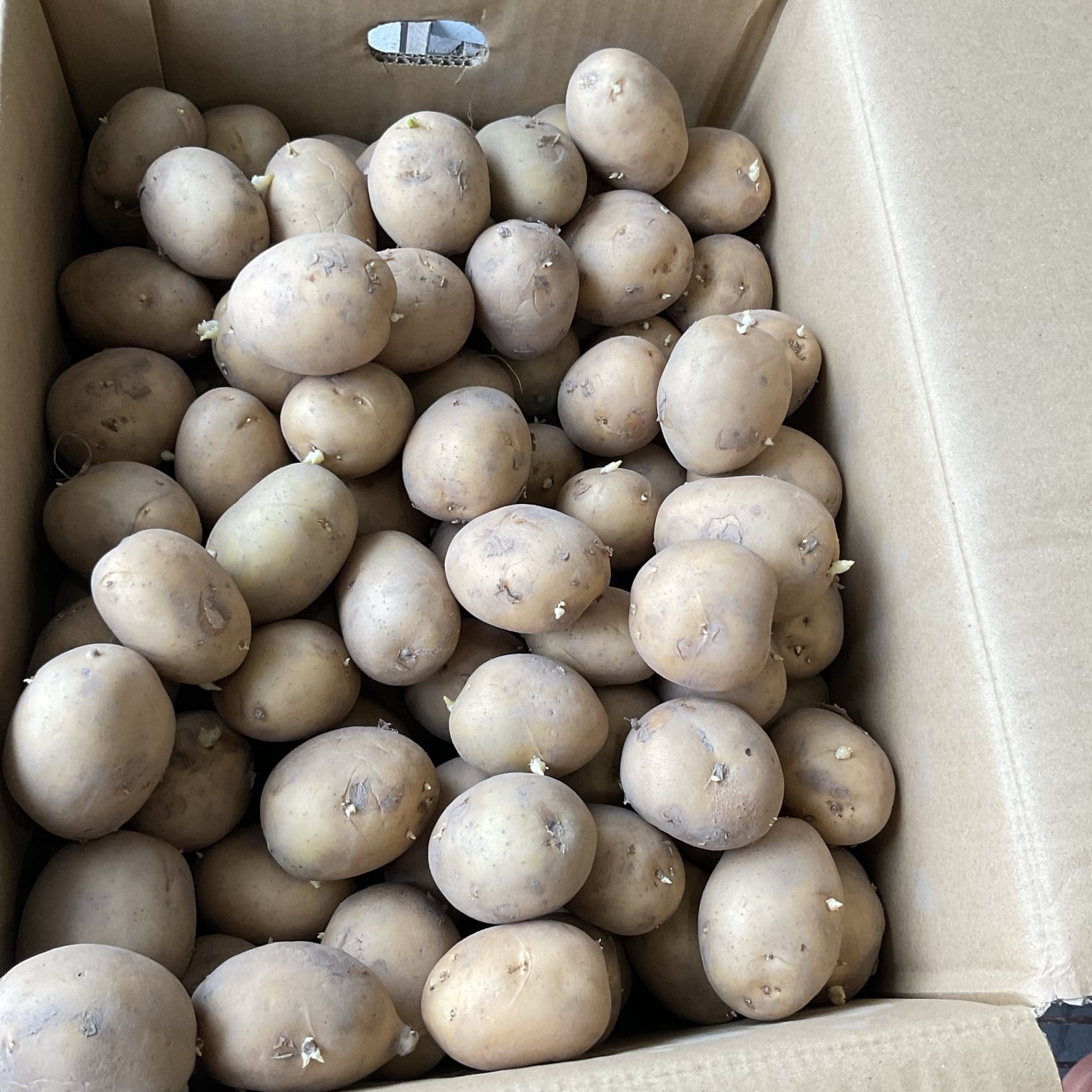 大型シャコガイ希少品種 種子用】香川産じゃがいも Sサイズ 1kg〜（量り売り） | 橋本種苗園