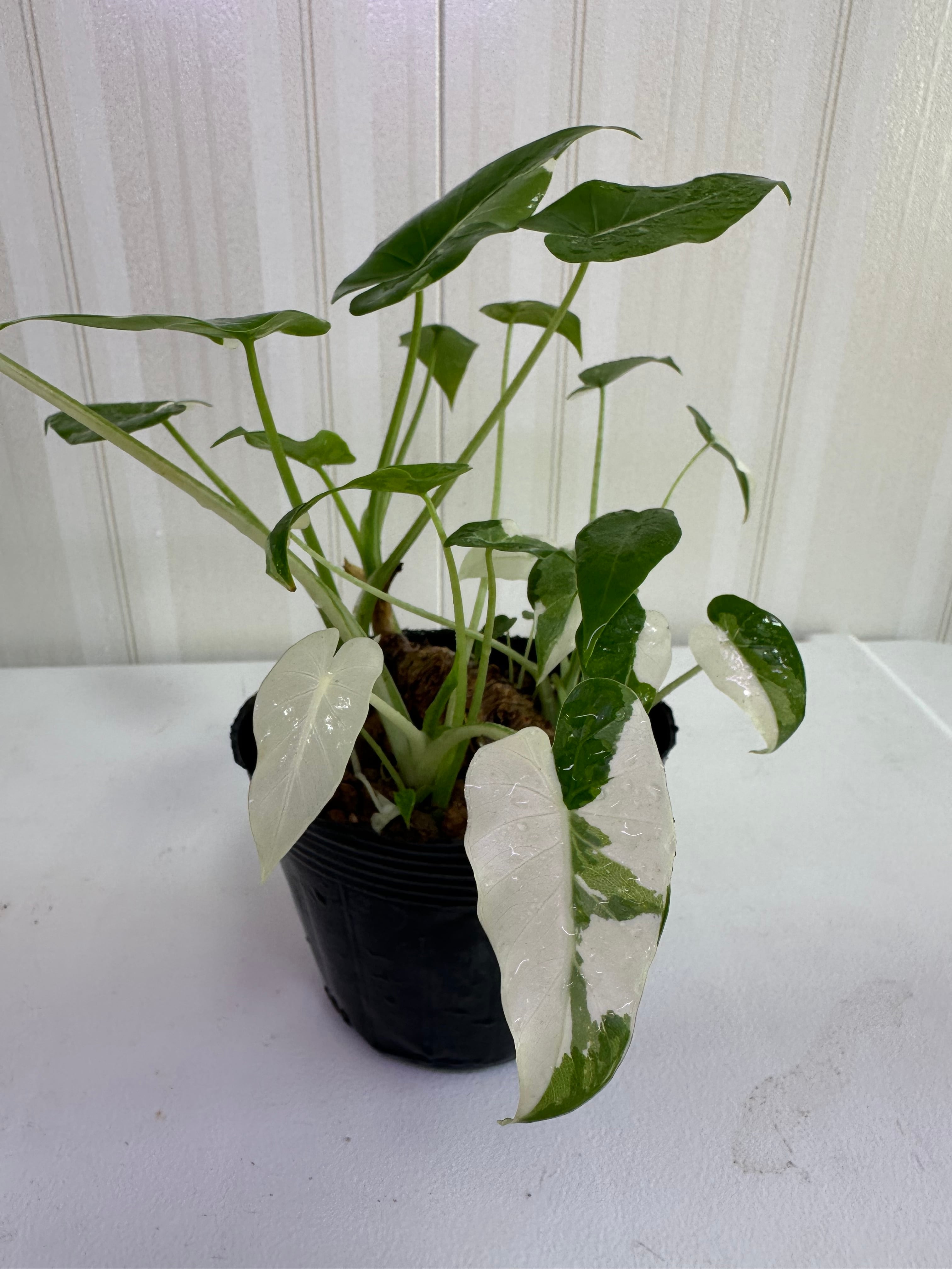アロカシア・ドラゴンスケール・バリエガータ Alocasia Dragon Scale