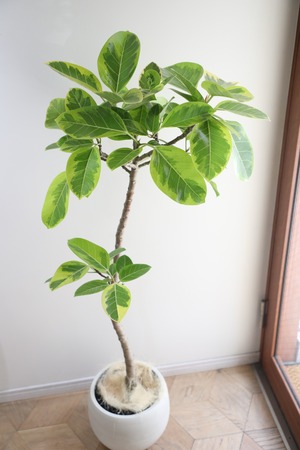 【L/135cm】フィカス アルテシマ/Ficus Altissima