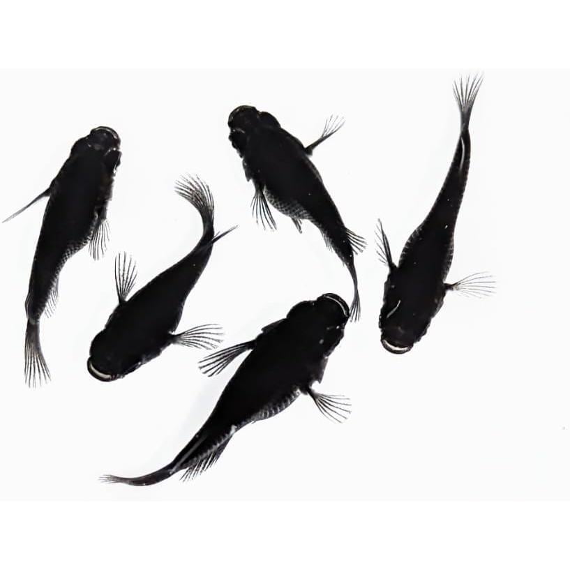 白姫 稚魚 改良メダカ メダカ 白姫 稚魚 10匹 メダカ水槽 メダカ種類 白姫 稚魚 改良メダカ メダカ 白姫 稚魚 10匹 メダカ水槽 メダカ種類