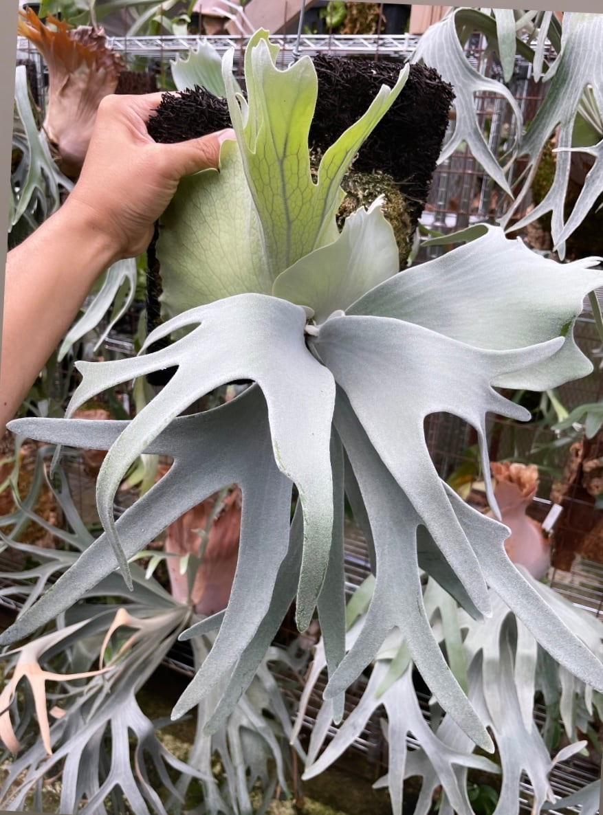 ニュージーランド産 水苔 4A 40L | vandaka plants