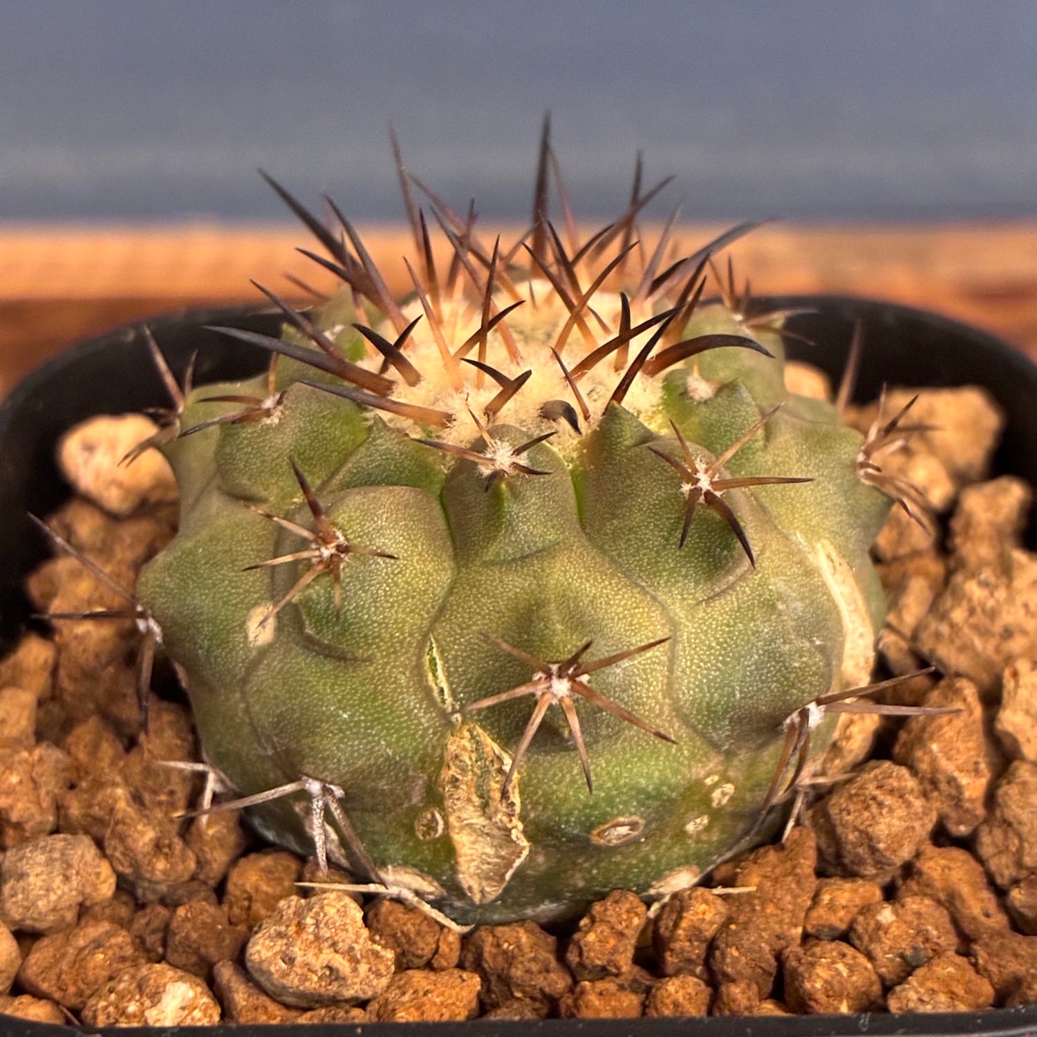 Copiapoa】サボテン コピアポア 黒王丸実生【356】 | PROTOLEAF プロト