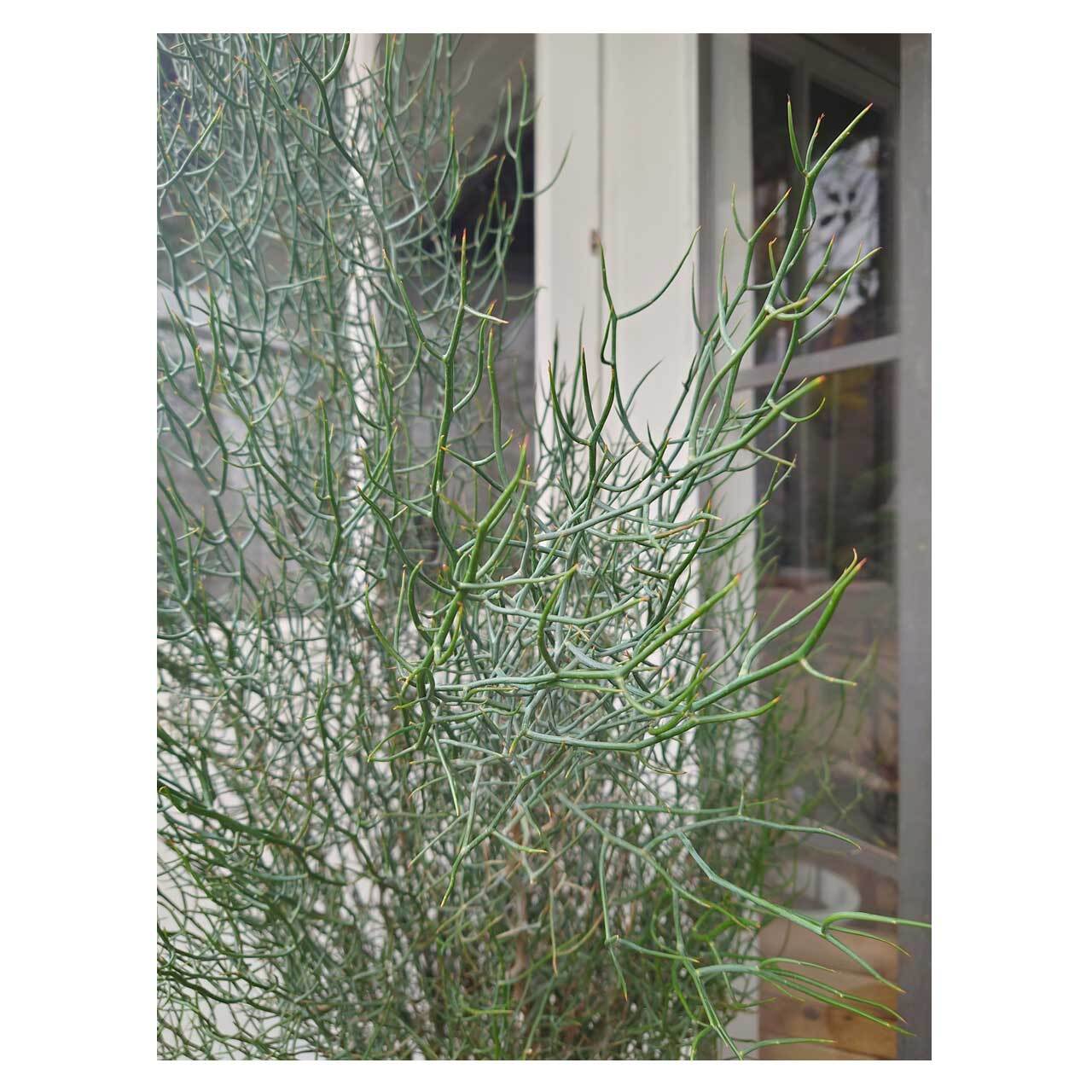 Acacia spinescens（Spiny Wattle） | PAY ID