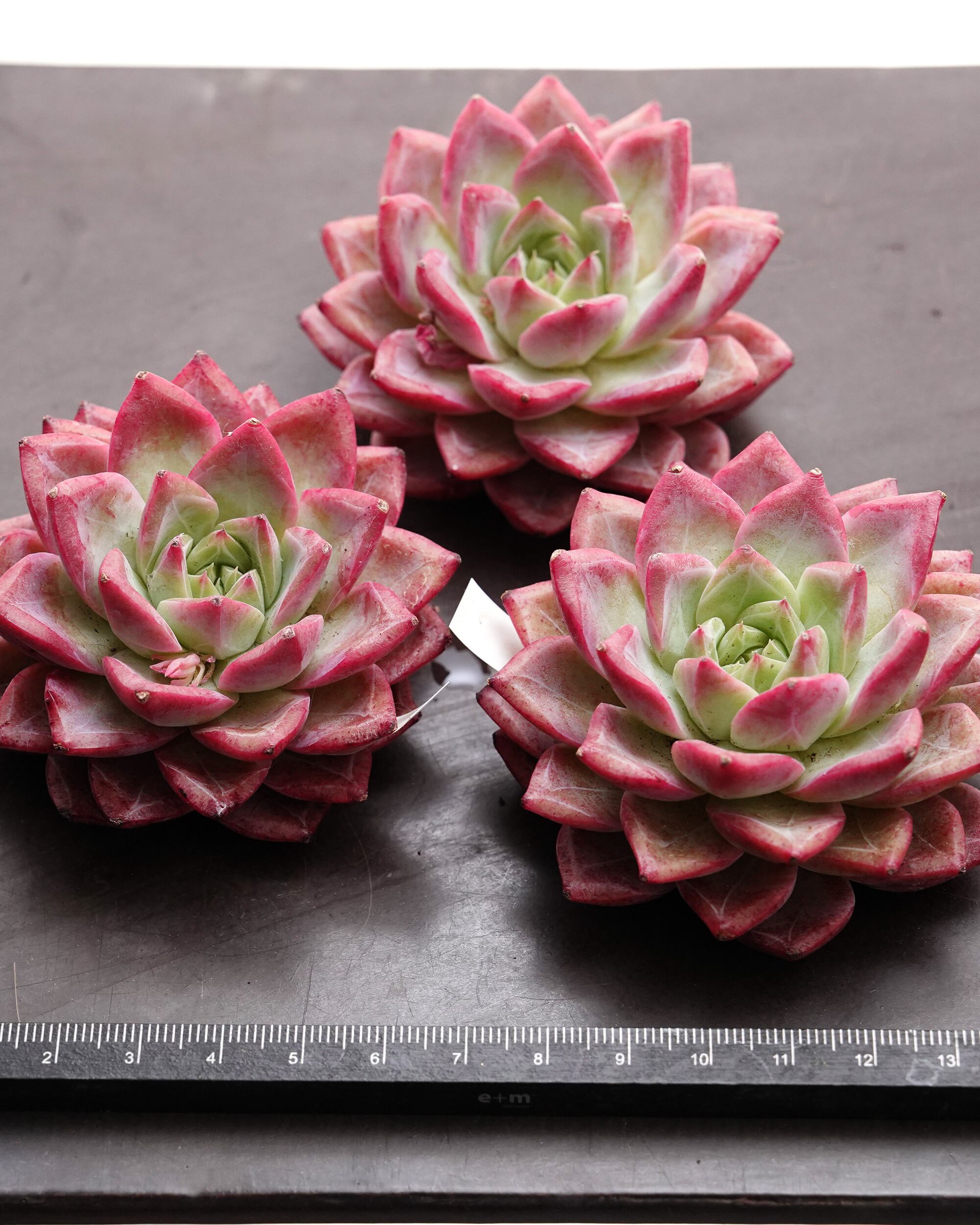 カット苗 クリスタルペンダント 【日本初上陸？！】 Echeveria