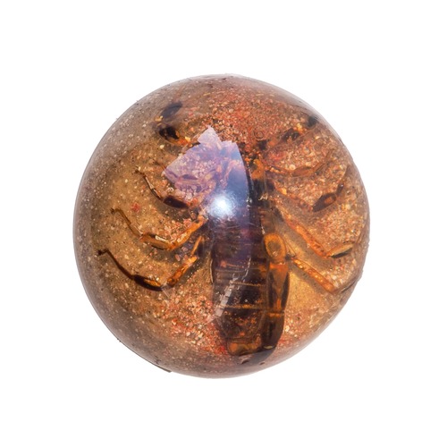 Scorpion specimen resin dome-shaped object