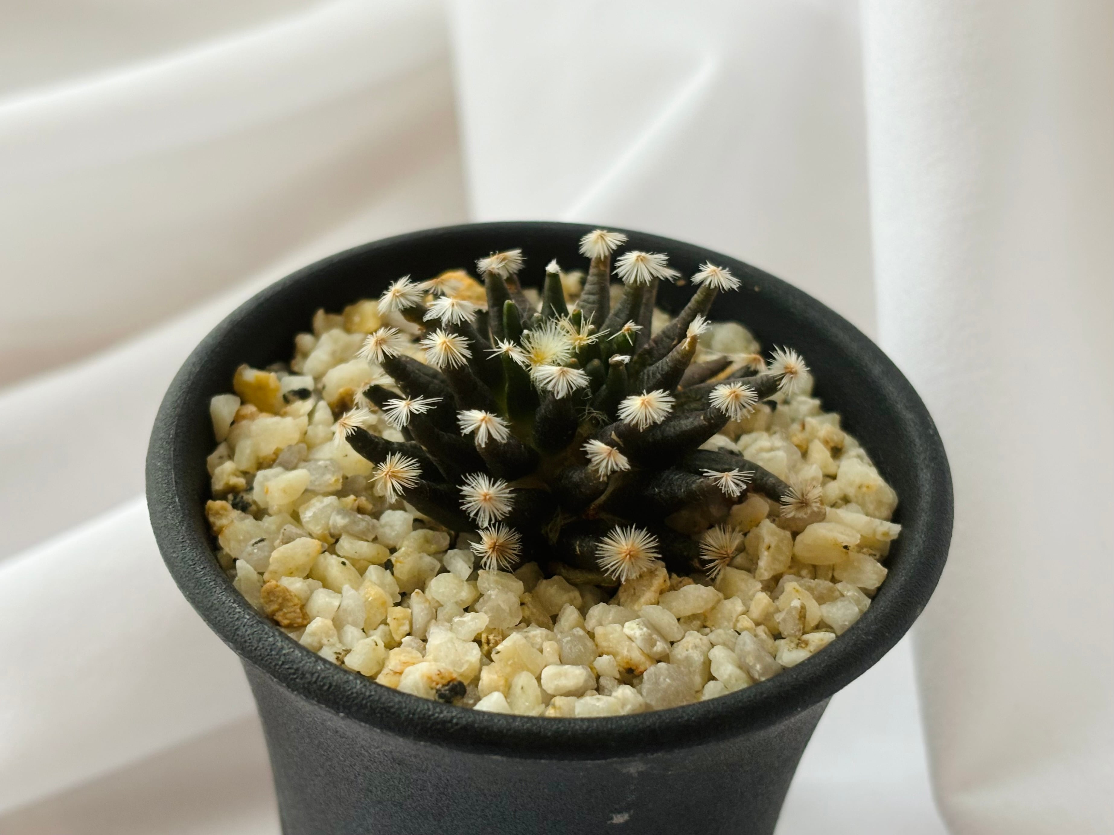 Mammillaria schiedeana マミラリア 黒肌明星 サボテン | plants MARU