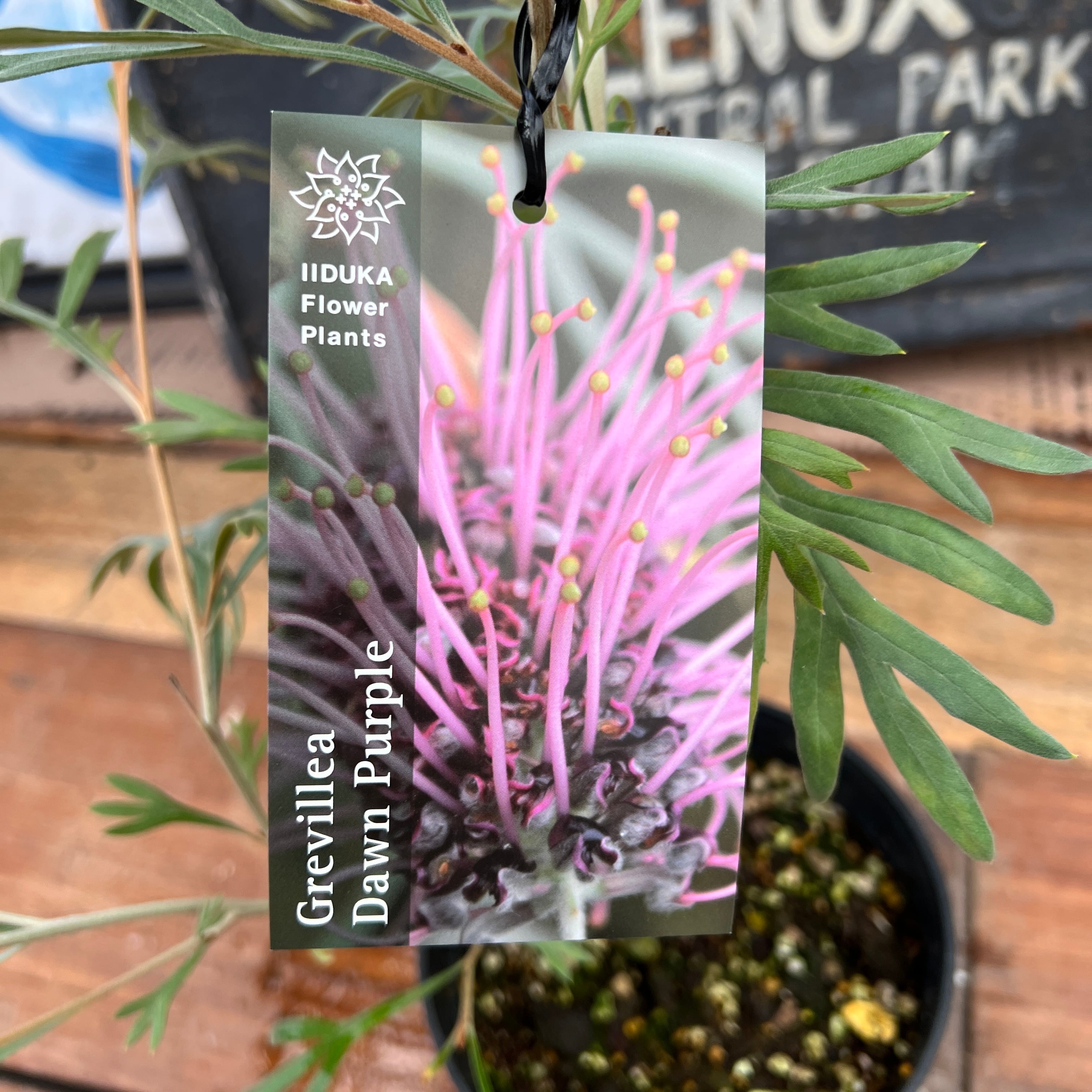 グレビレア ドーンパープル⑥ | 沼ノ上農園