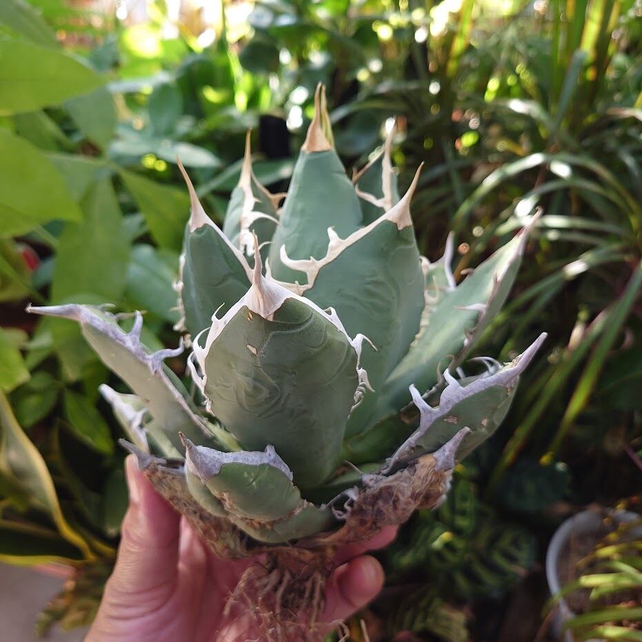 アガベ チタノタ オアハカ Agave titanota Oaxaca 18 | 多肉植物