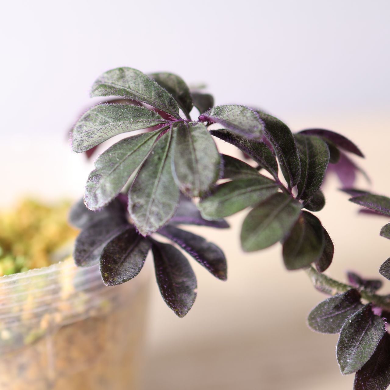 401 美しい紫葉『ソラナム ウレアナム』観葉植物 【送料無料】 | MARX