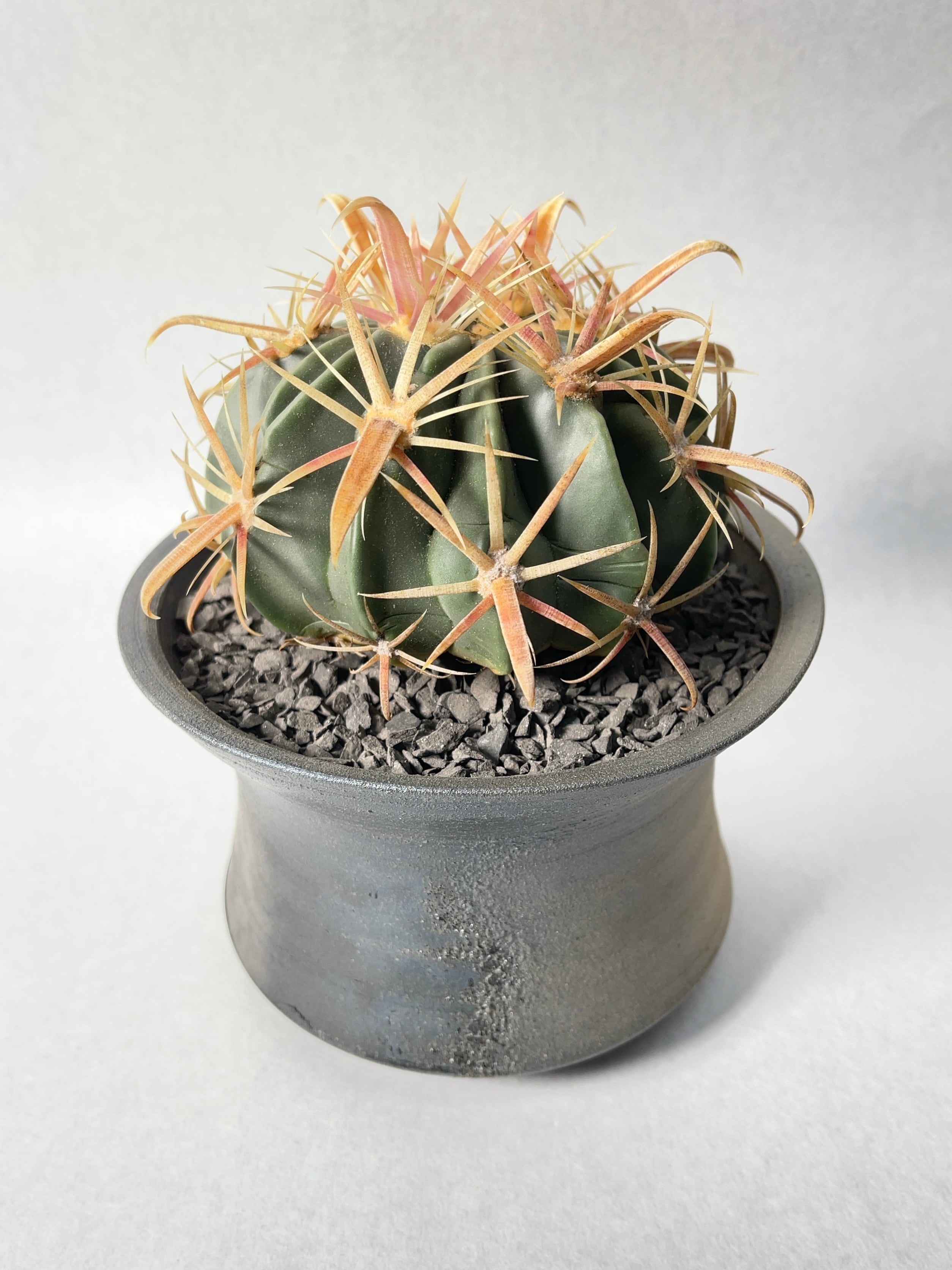 サボテン 日の出丸♡抜き苗(^○^) サボテン 日の出丸♡抜き苗(^○^) 【公式通販】