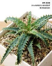 抜き苗 アロエ ワイリーコヨーテ Aloe 'Wily Coyotee'
