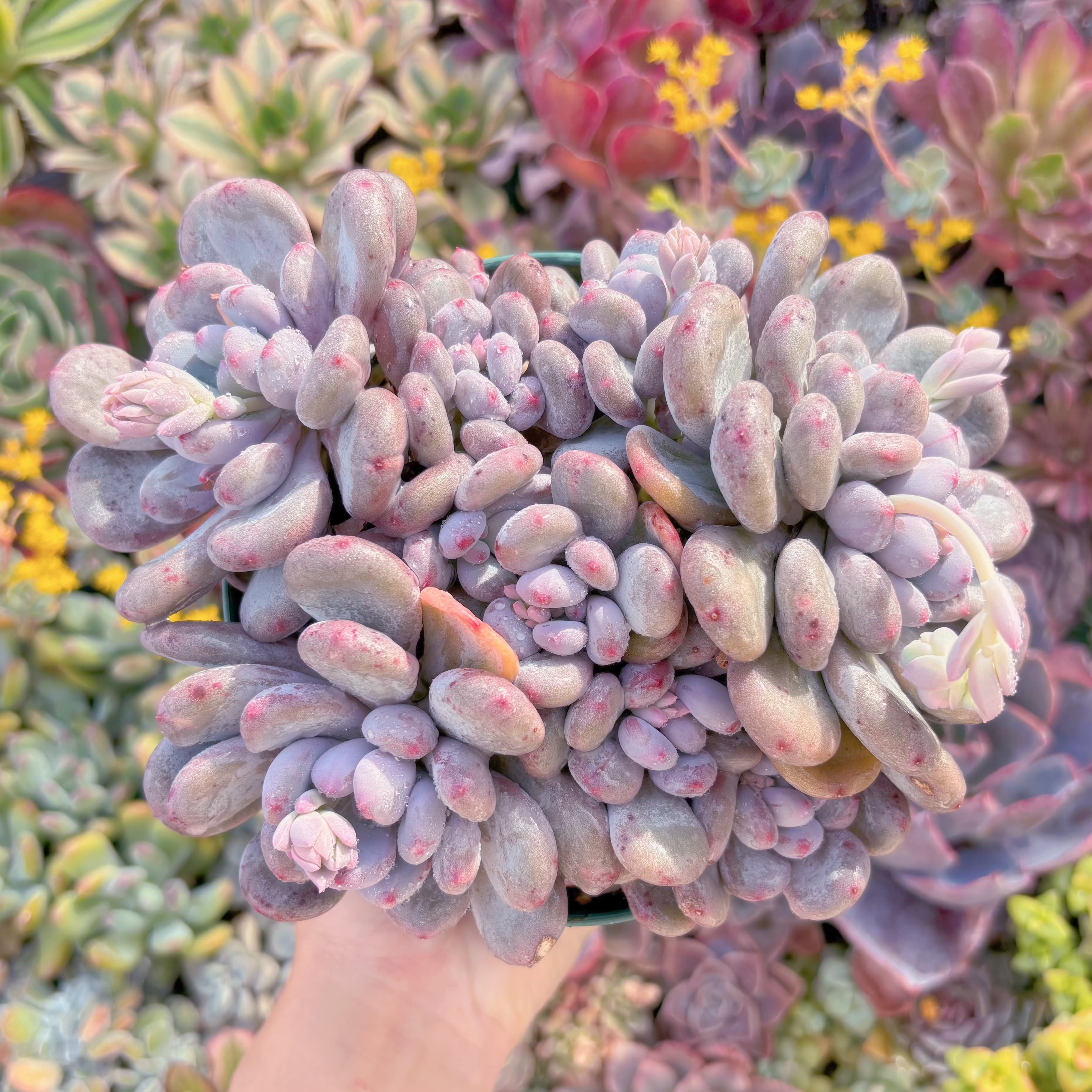 現品　新品種　香り雪丸#B53　特大群生　新入荷　るる農園