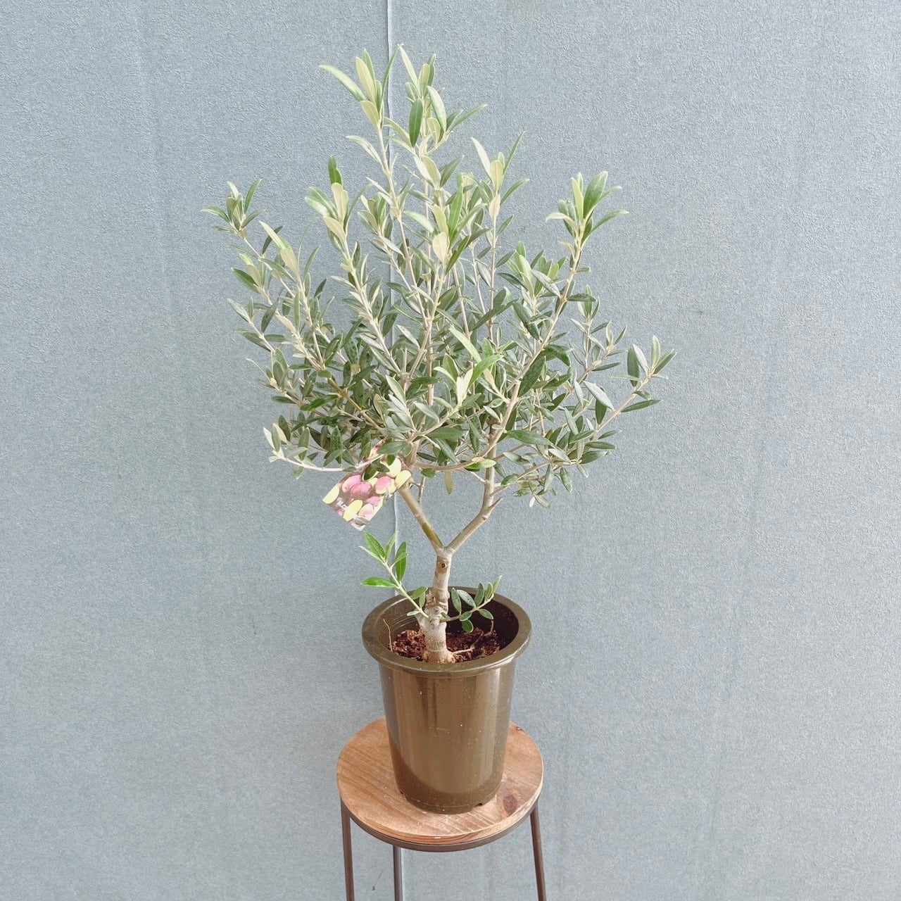 現品］52番 ユッカ エレファンティペス 斑入り 10号 観葉植物 室内