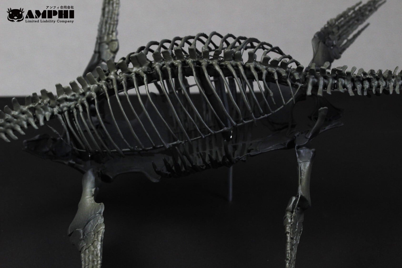 プレシオサウルス類 縮小全身骨格模型 | アンフィ合同会社