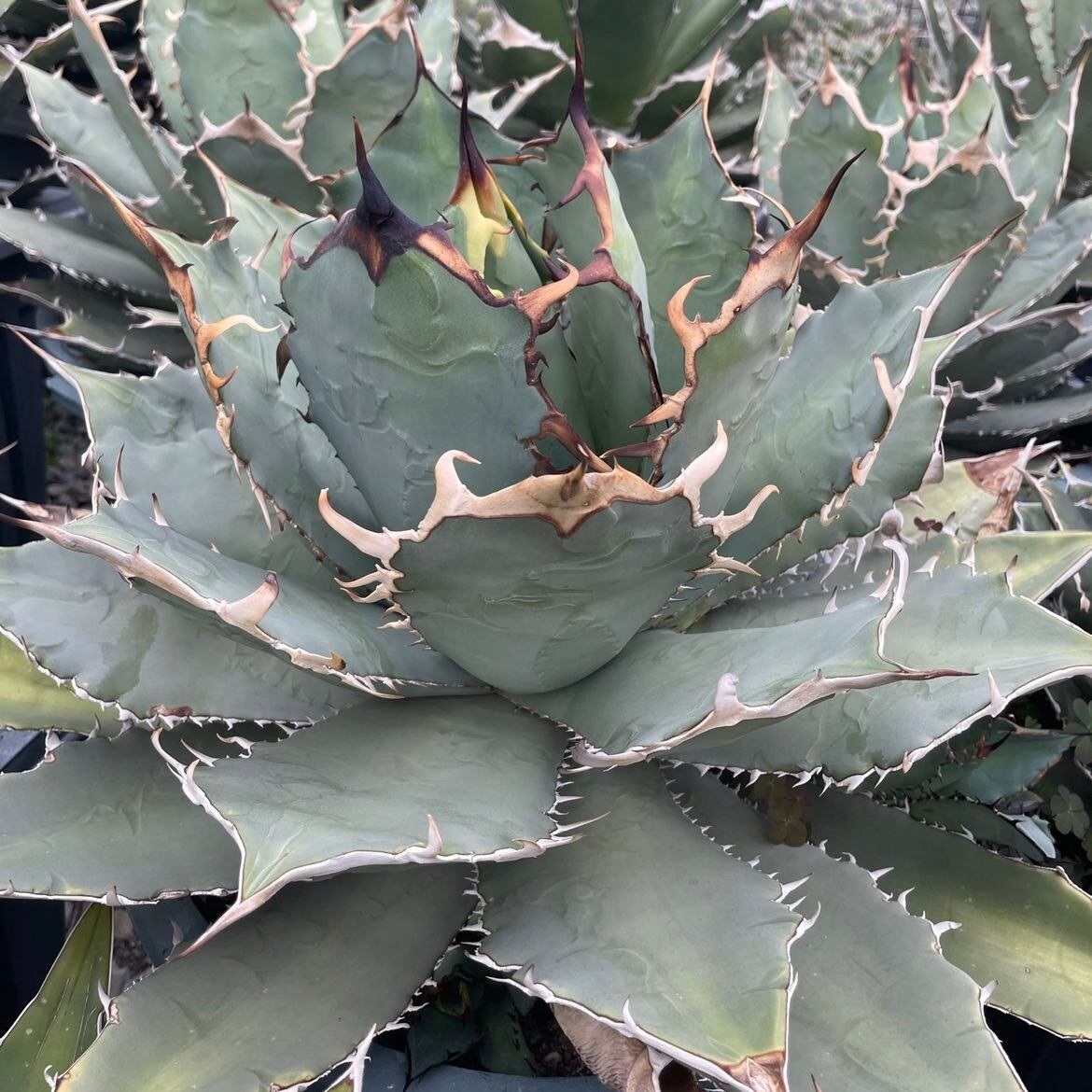 アガベ チタノタ バイキング【591】 | PROTOLEAF プロトリーフ