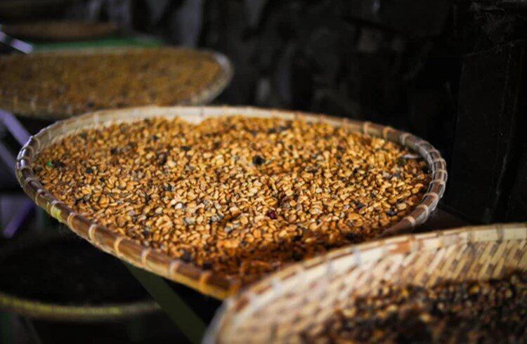 インドネシア マンデリン・アチェ・レッドガヨ 中煎り 100g