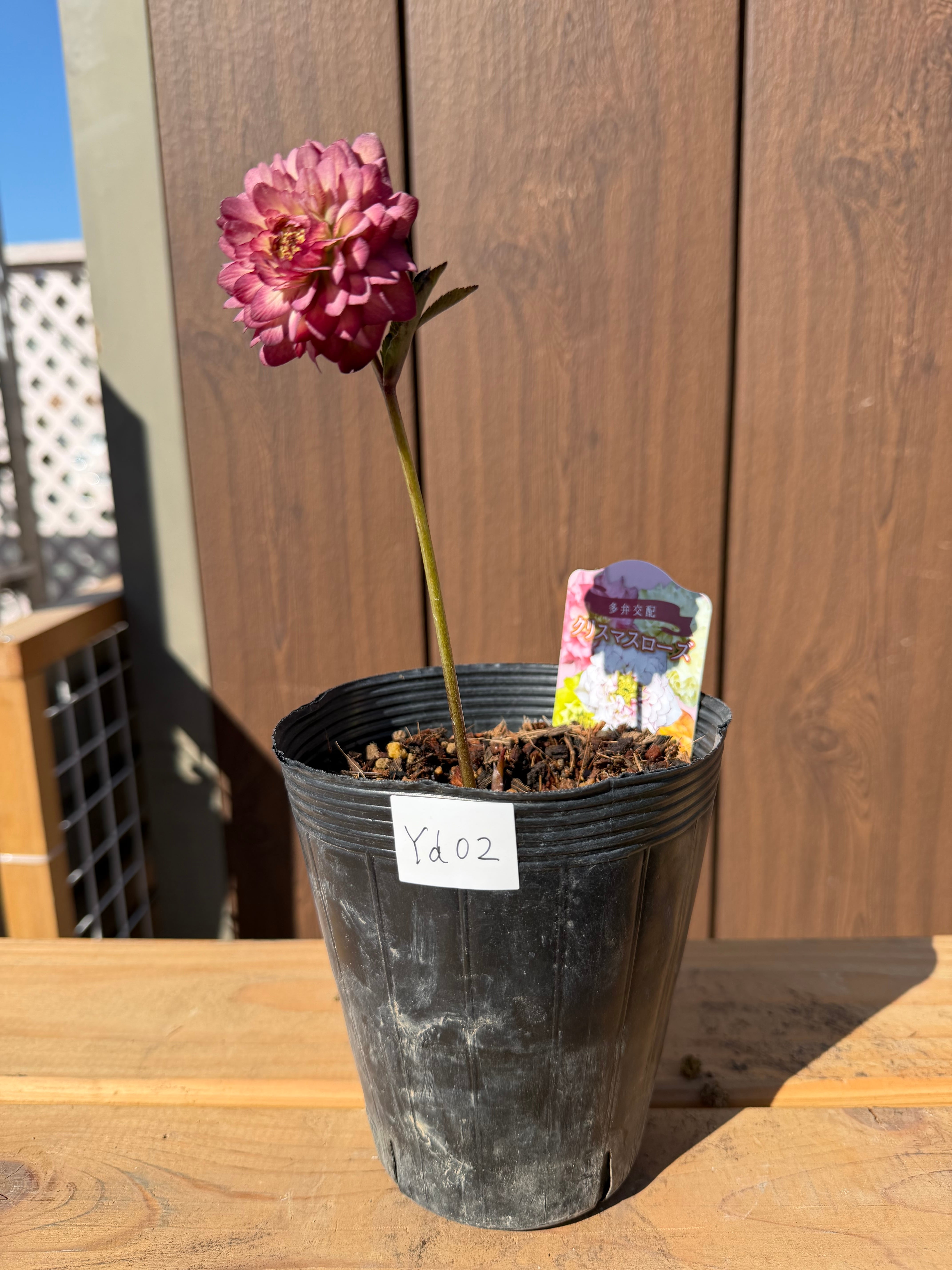 超多弁咲き 雄しべ弁化！ ※蕾無し特価 吉田園芸 クリスマスローズ