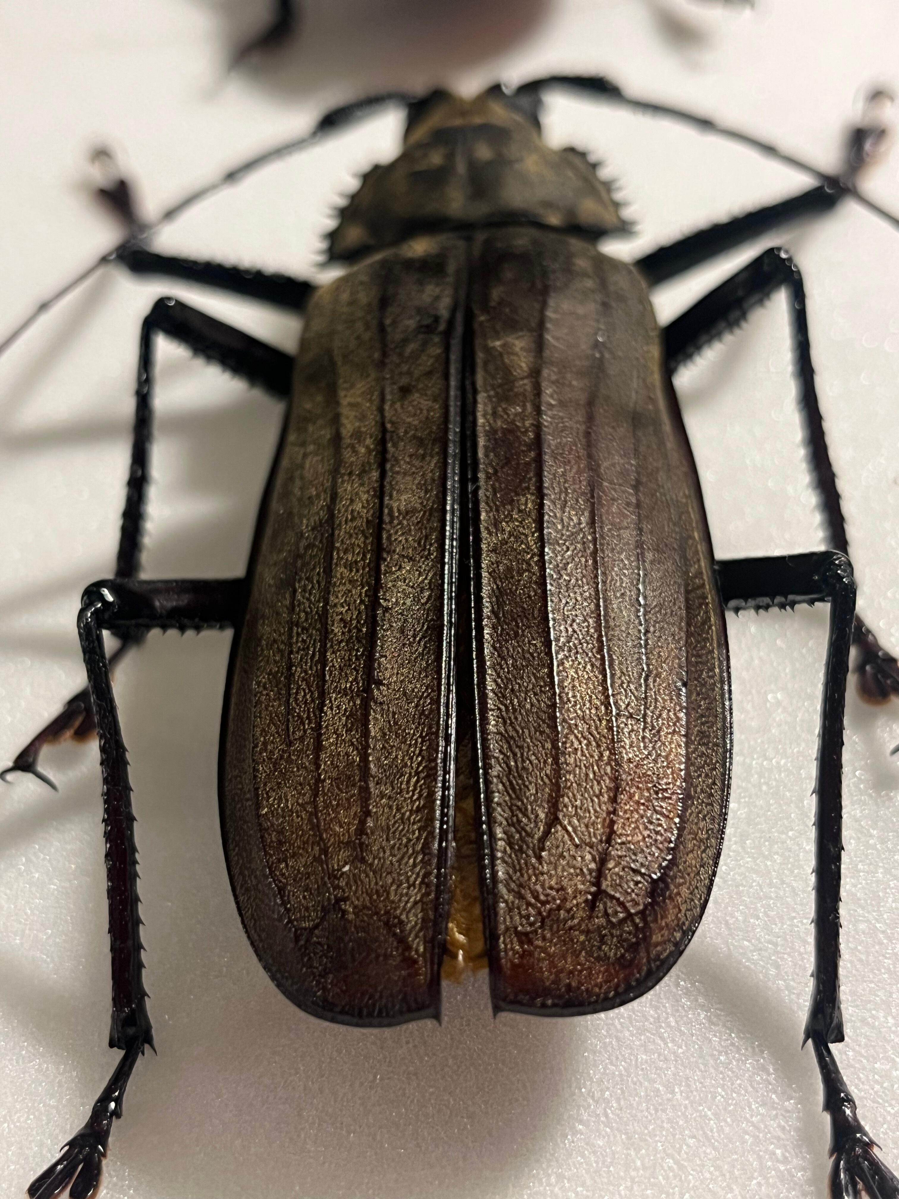 127mm】スジバネトゲフチオオウスバカミキリ ブルウスバカミキリ