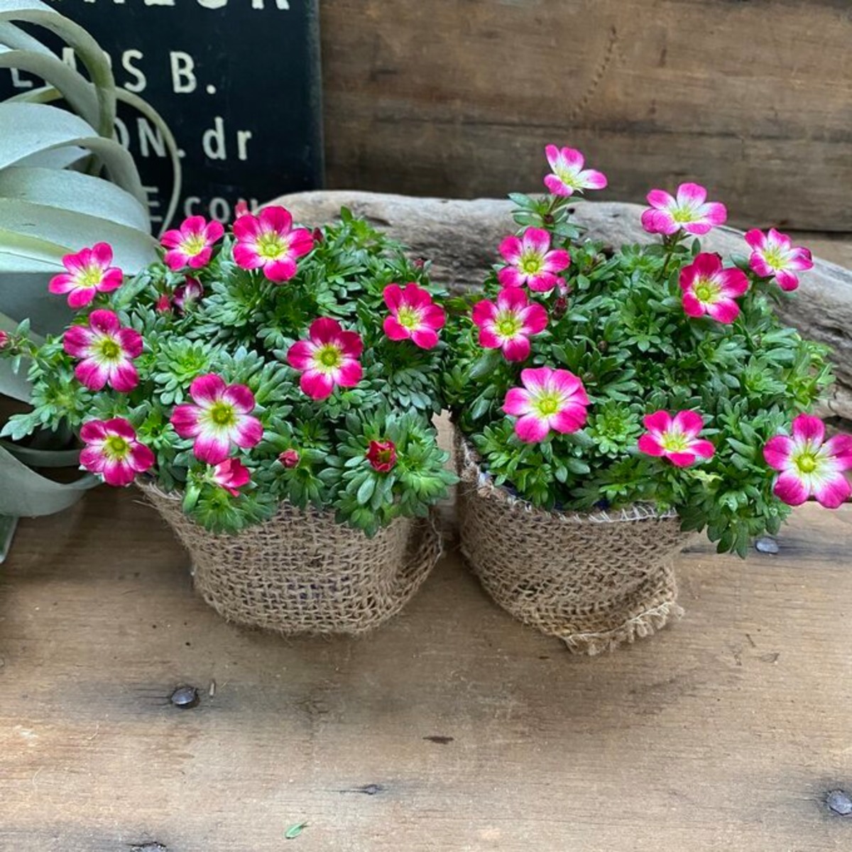 2個セット 雲間草ピンク こんもり丸型 寒さに強い ガーデニング | 植物の店ベリー
