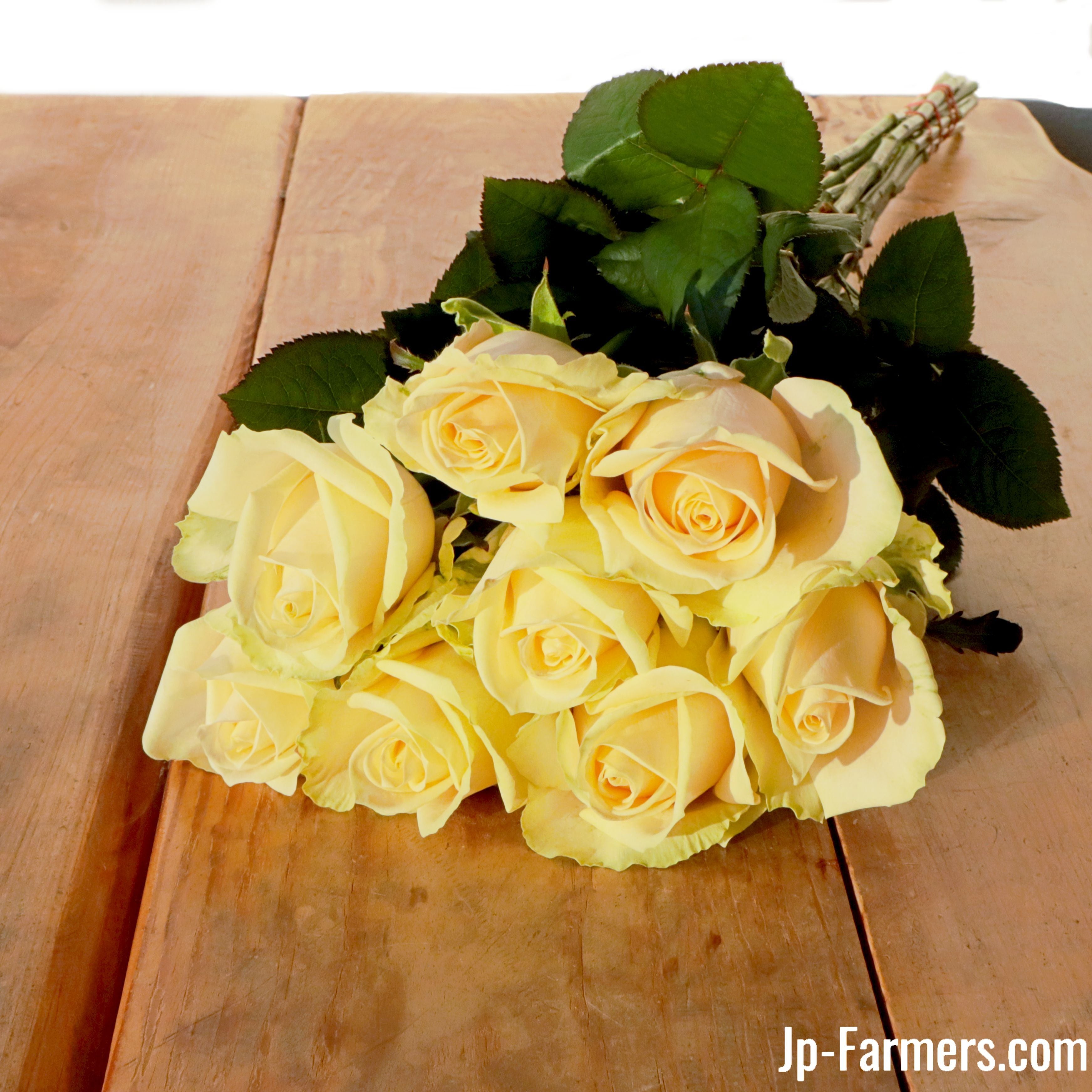 神田ばら園 10本 ☆バラ品種名： ピーチアバランチェ | 新鮮お花問屋