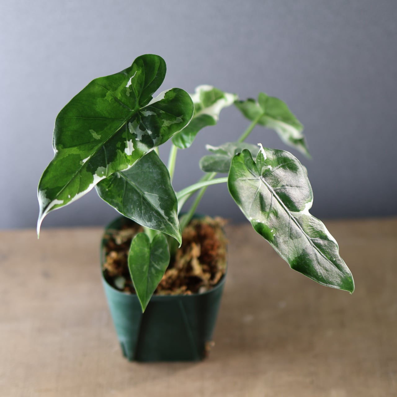 575『斑入り クワズイモ』観葉植物【送料無料】 | MARX PLANTS | 観葉