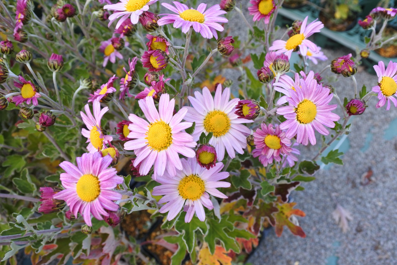 ノウショク　サツマノギク（濃色薩摩野菊）７．５〜９ｃｍポット【山野草　花苗　草花　多年草　宿根草　日向　ガーデニング　茶花　耐寒性あり】の画像02