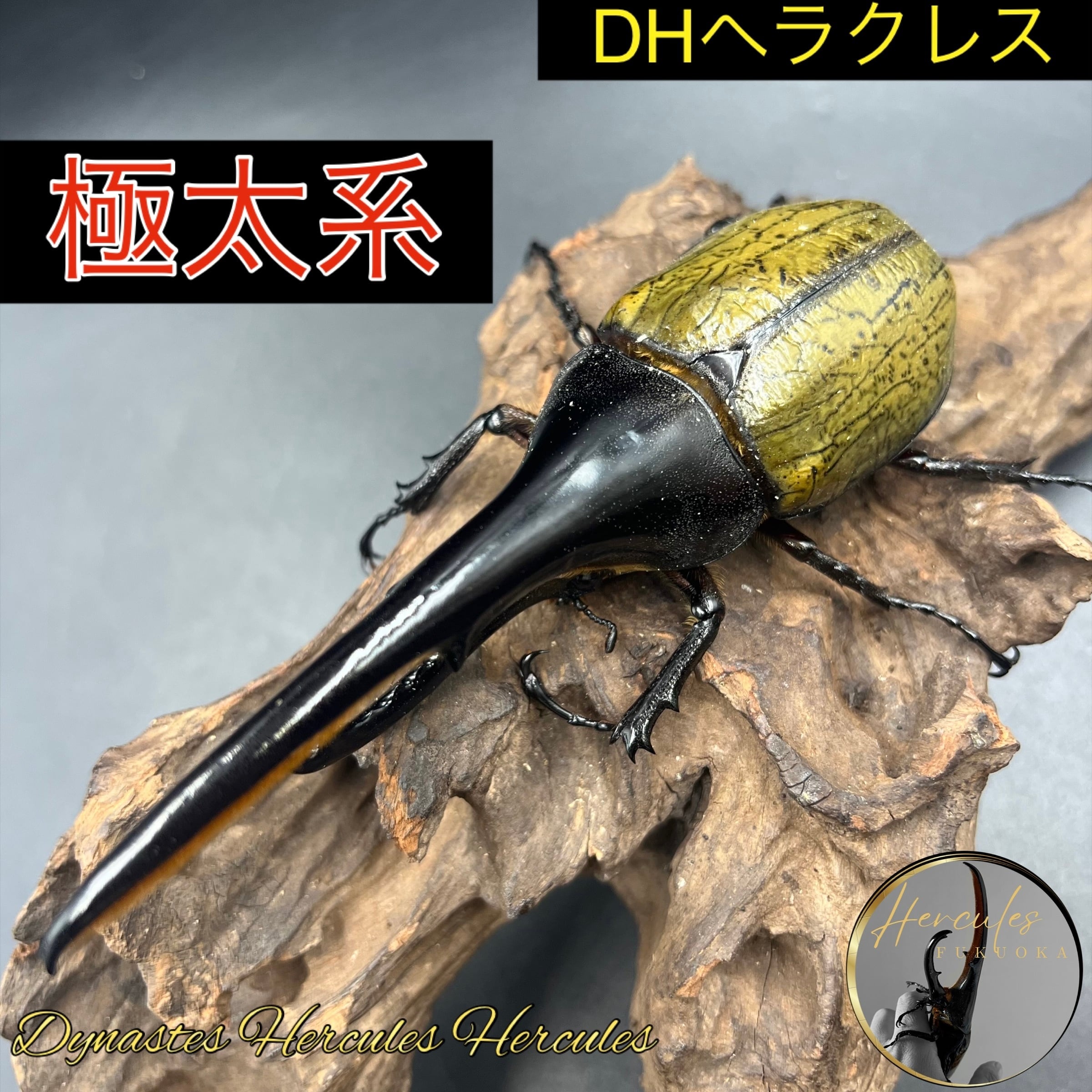 DHヘラクレス | ♀3匹 70mm ID PAY 70.3mm即ブリ可能DHヘラクレス