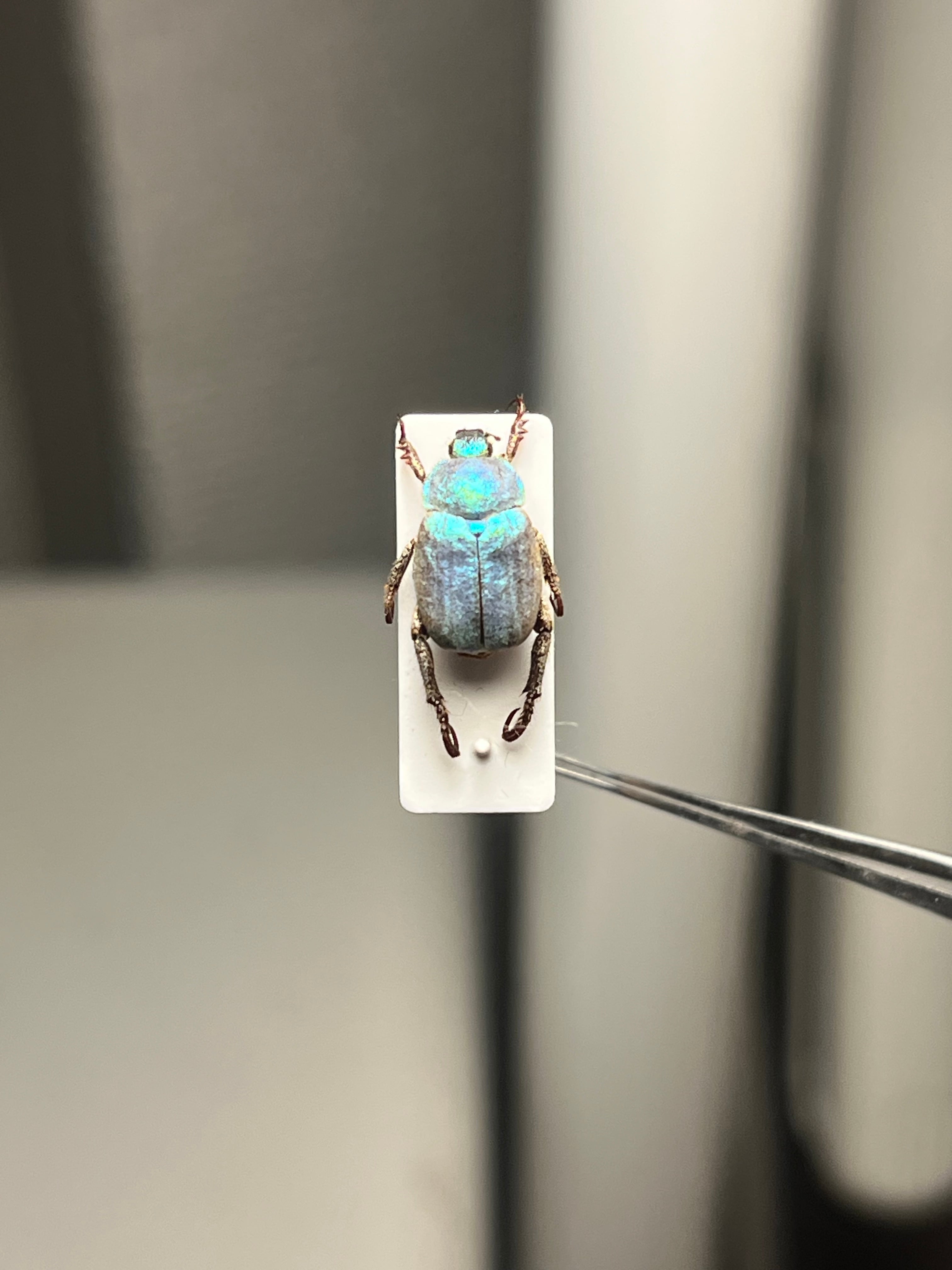 8mm】シンジュアシナガコガネ 標本 ブルースカラベ プラチナコガネ