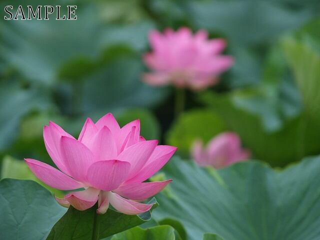 草津　蓮　TIFF (3)