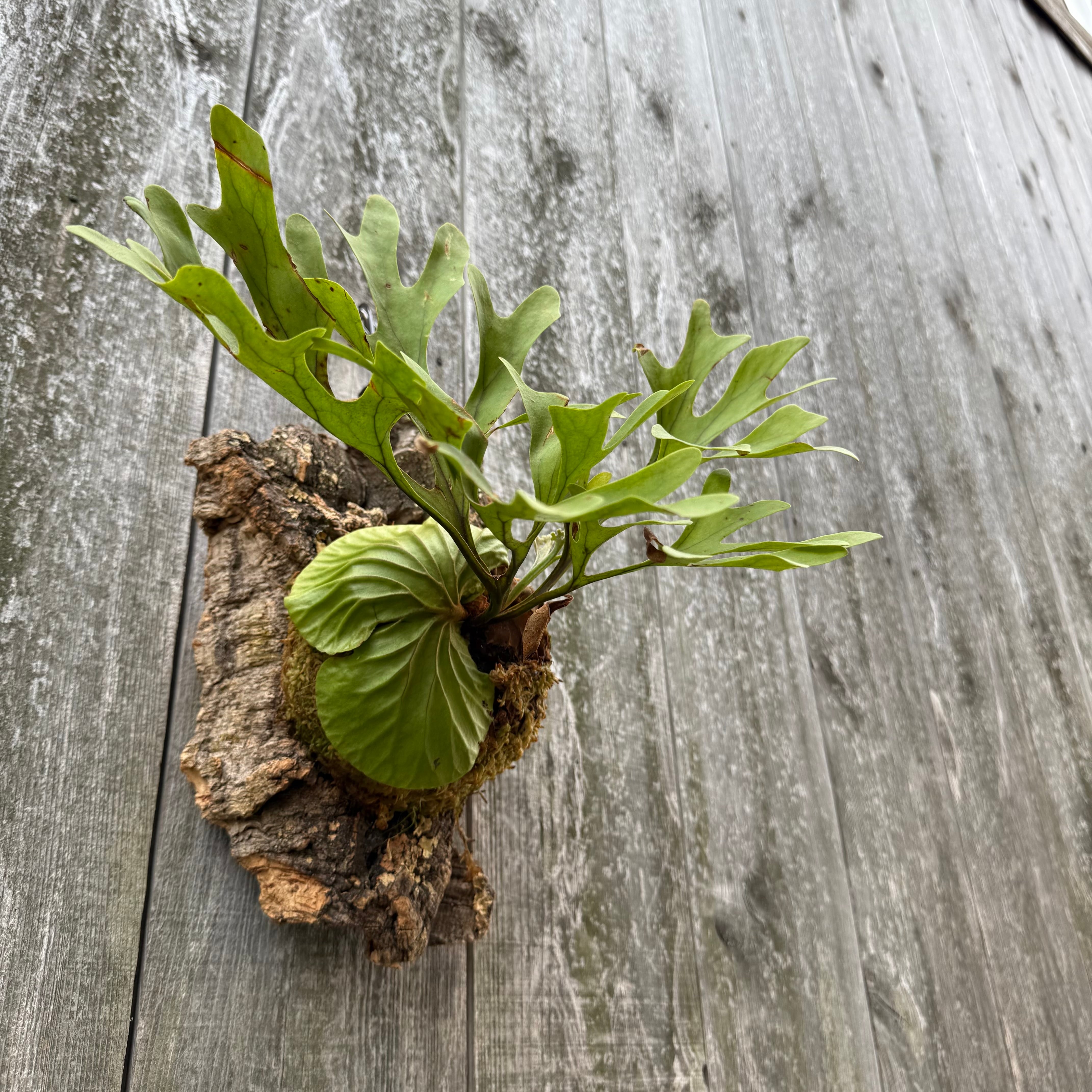 P.ridleyi wild | naturefix