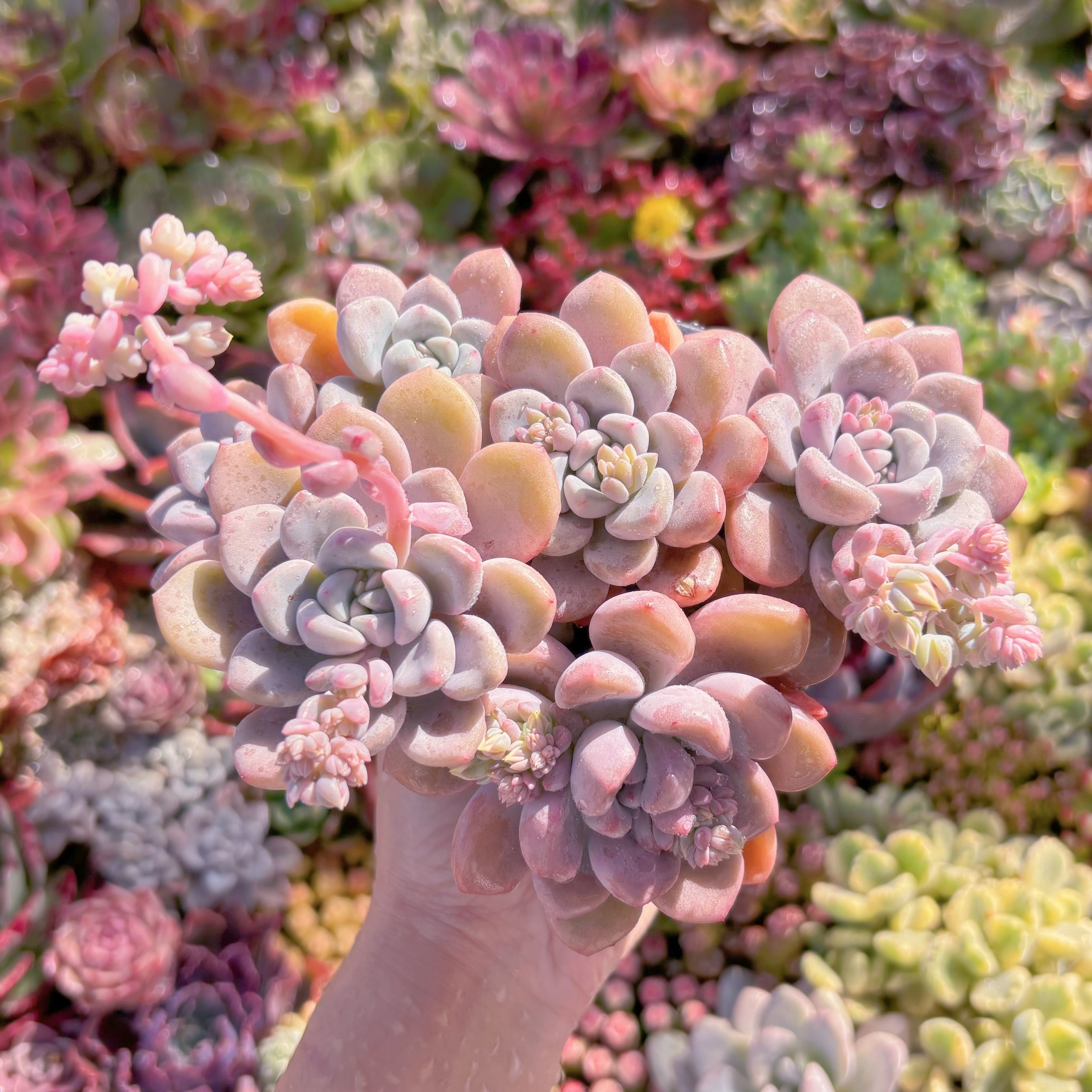 現品　白鷺#F095　新入荷　るる農園