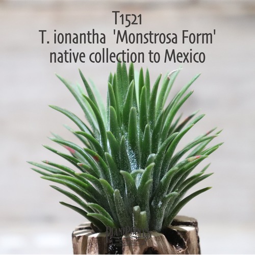 【抽選販売】ionantha 'Monstrosa Form' native collection to Mexico〔エアプランツ〕現品発送T1521