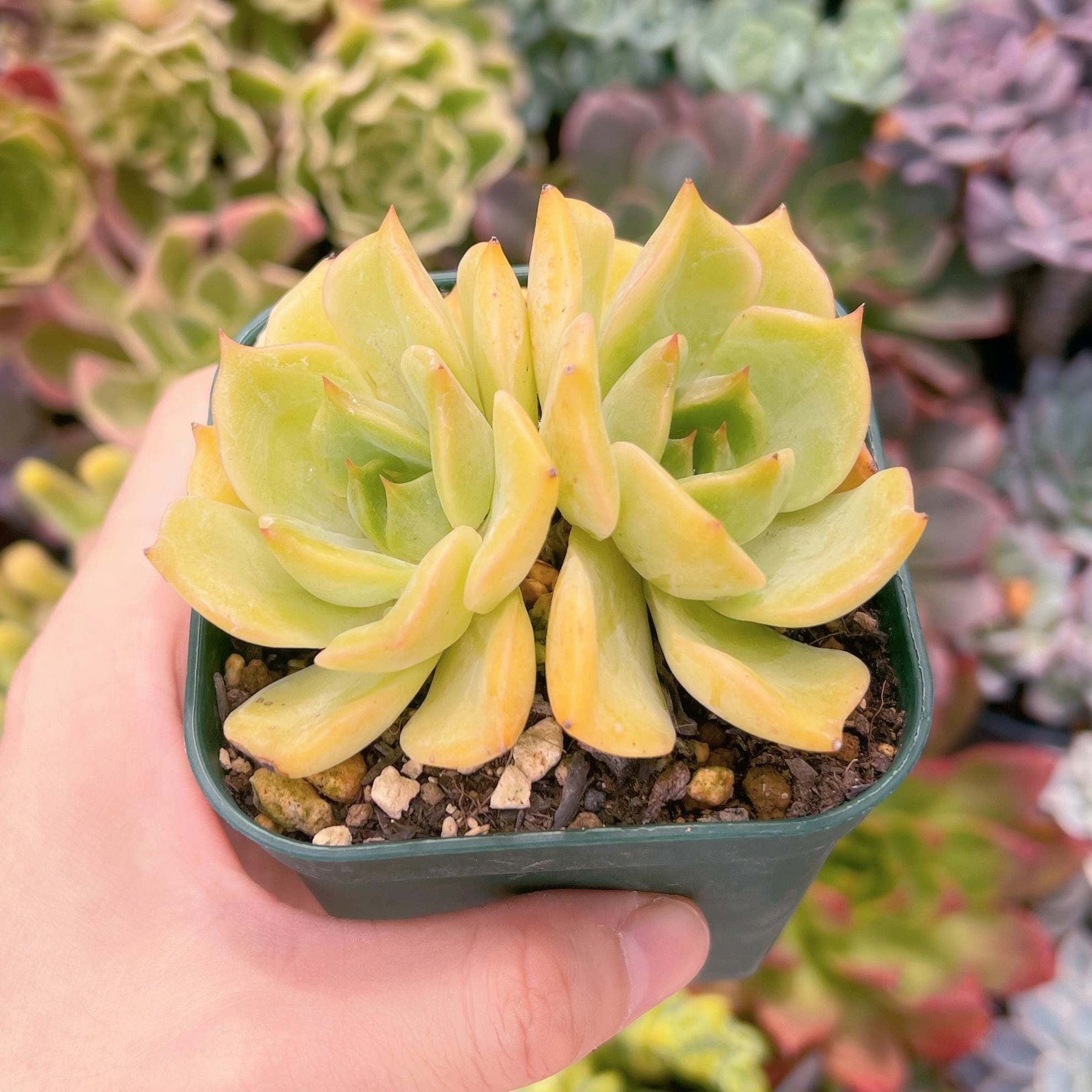 希少】多肉植物【アンジェリーナ】韓国輸入苗カット苗 【公式通販】