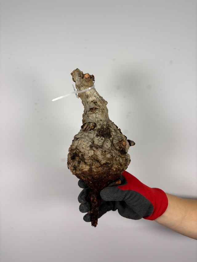 F155 現地発根株 オペルクリカリア パキプス 6/15 入荷 Operculicarya pachypus 塊根植物 現地球