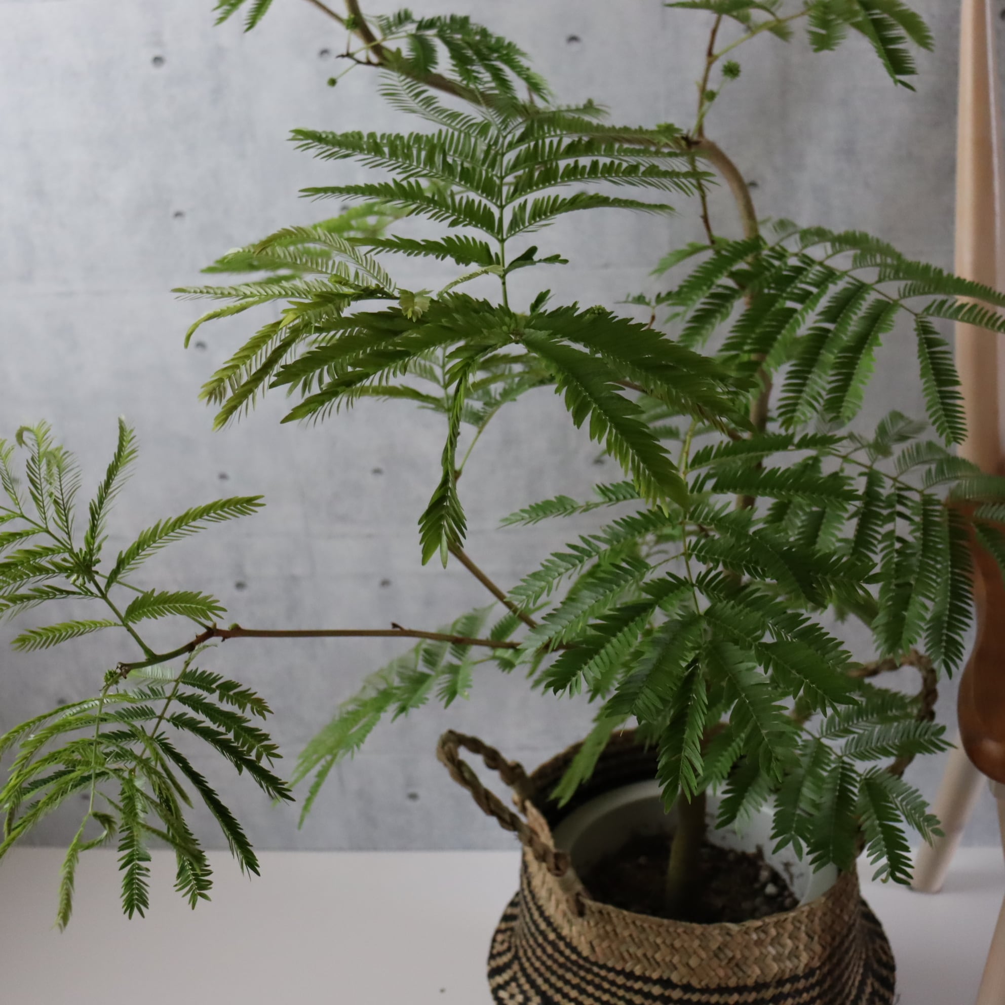美しい樹形◎125cm】エバーフレッシュ 曲がり 7号 観葉植物 室内 美しい樹形◎125cm】エバーフレッシュ 曲がり 7号 観葉植物 室内