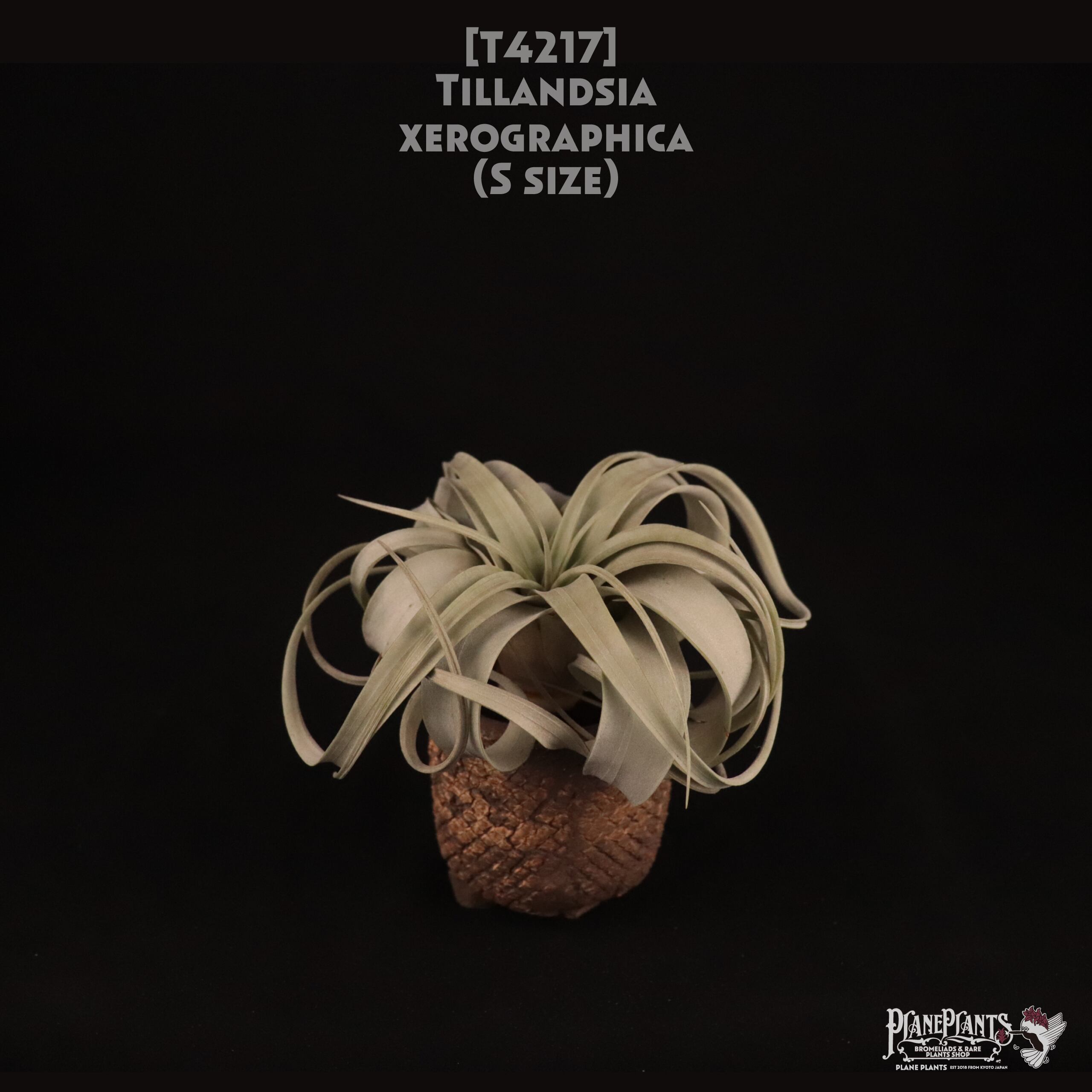 【送料無料】xerographica S〔エアプランツ〕現品発送T4217