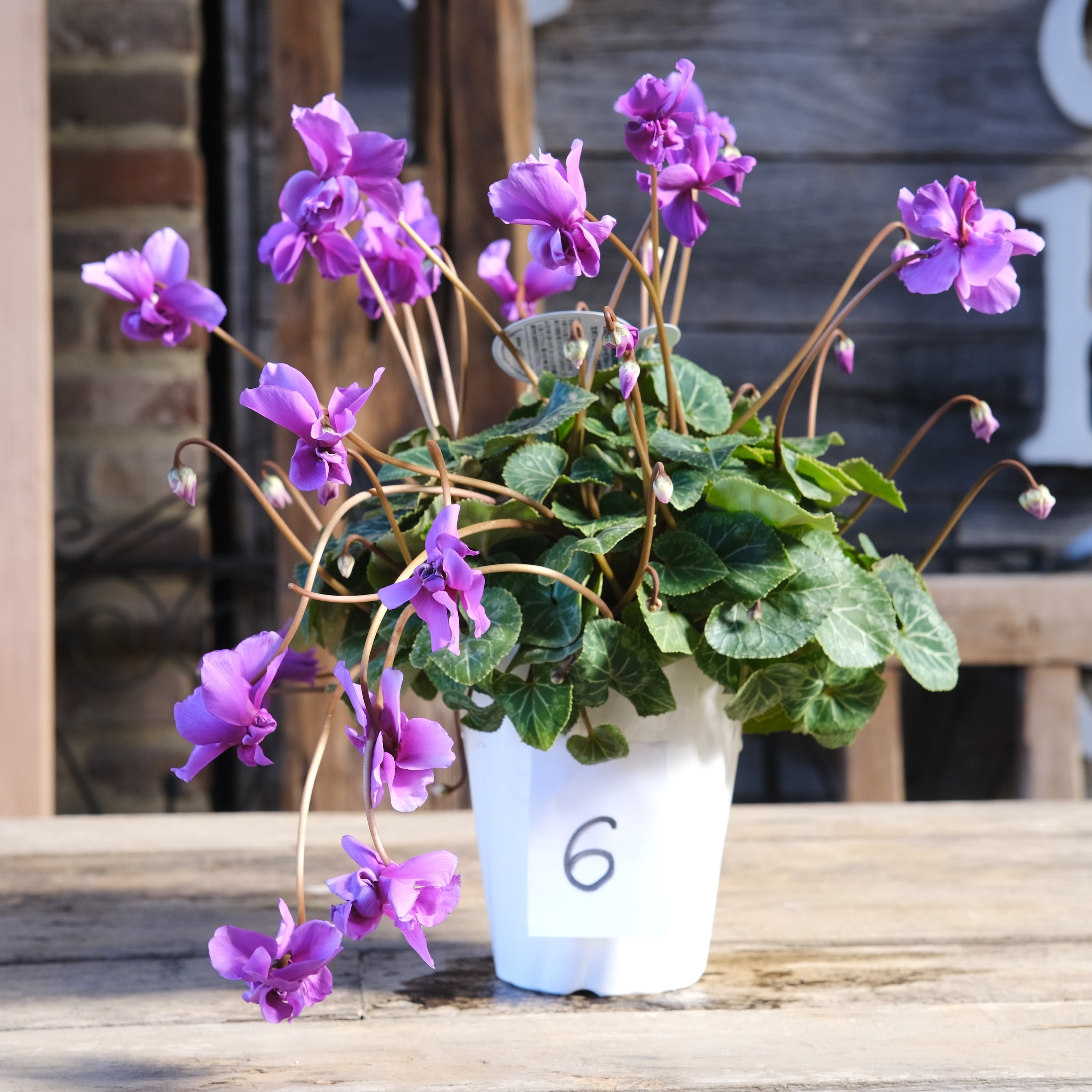 No, 6】ミニシクラメン チモシリーズ 八重《 枝垂れざき 》鉢なし