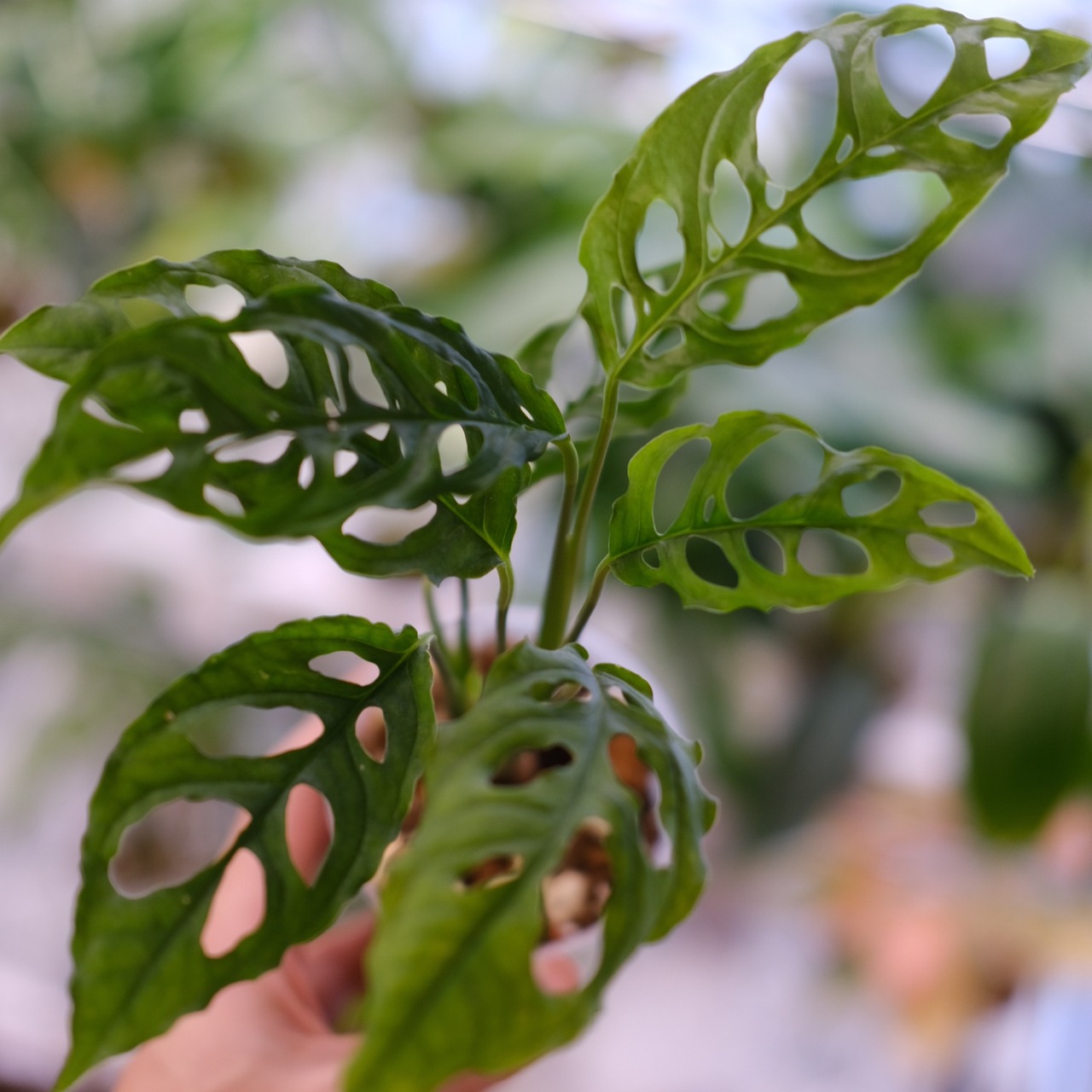 【実生】モンステラ オブリクア ペルー / Monstera Obliqua Peru⑧ / 観葉植物