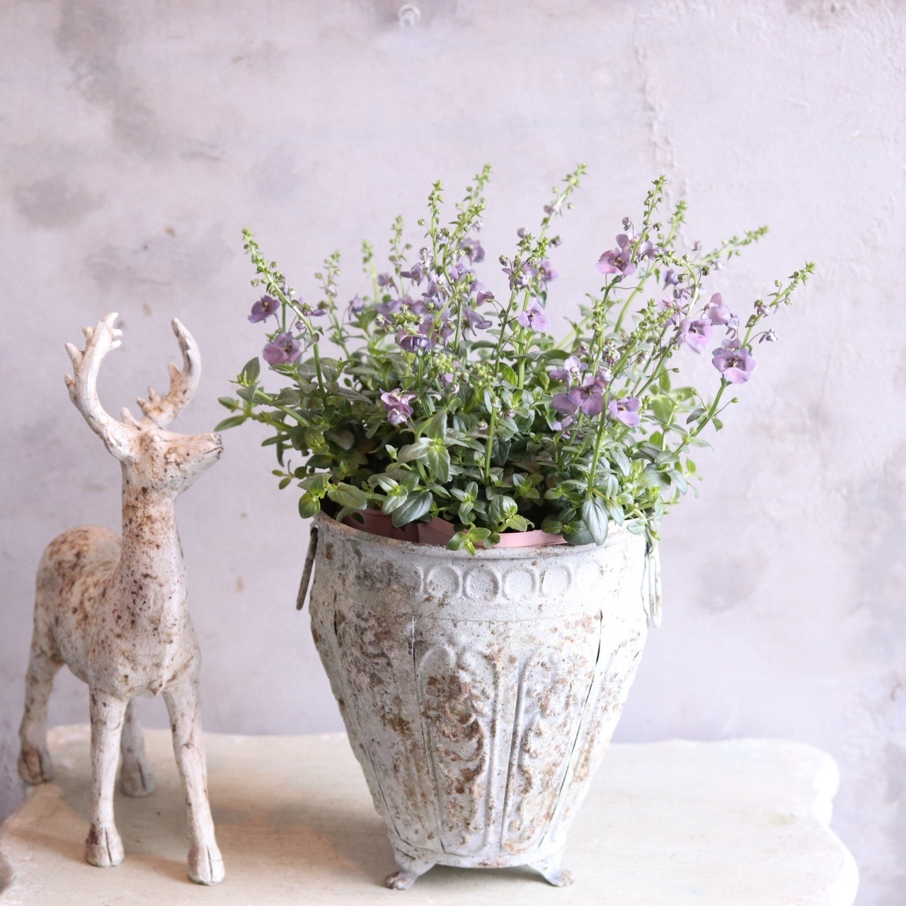 ディアスシアダンス　デニム　ブルーカラーのお花　宿根草　新色　センスアップ　シャビーシックにオススメ