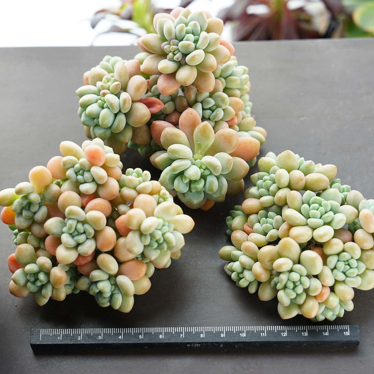 カット苗 ロココ Echeveria 'Rococo'